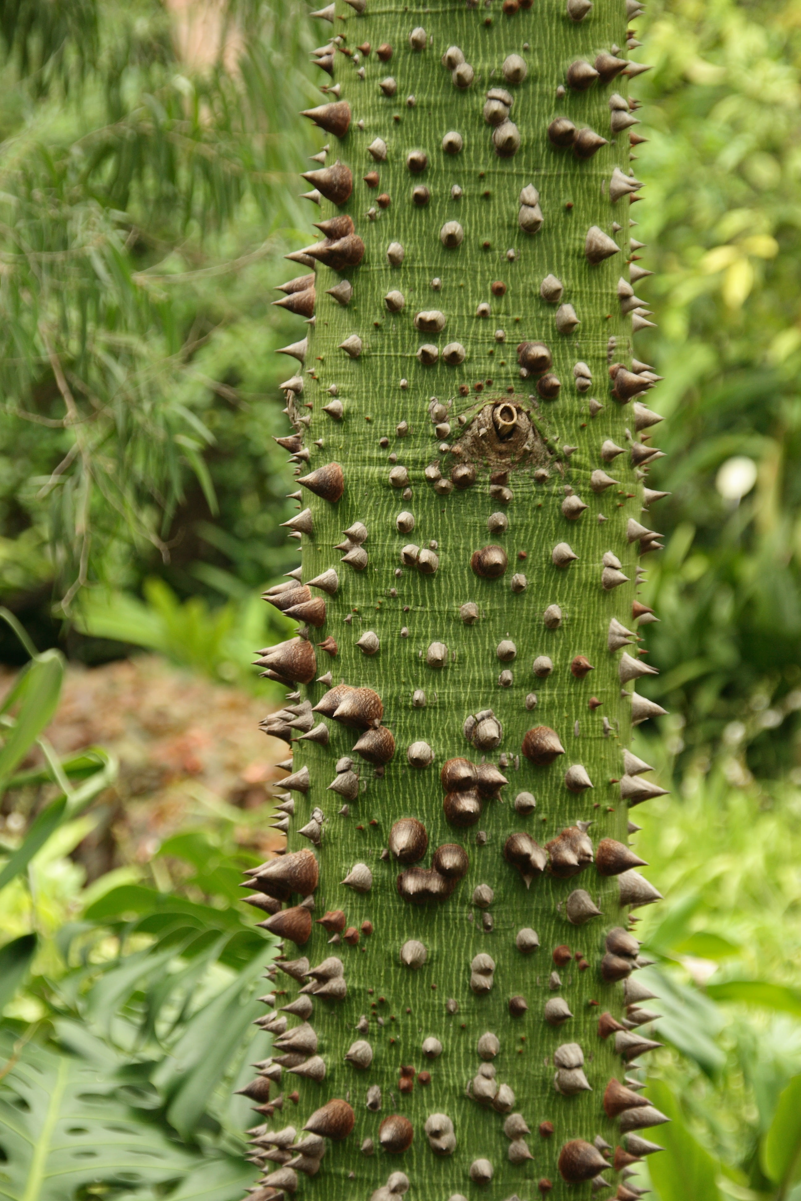 sign, thorn, spiked, succulent plant, nature, tree, plant, green color, tranquility, close-up, ceiba, green, no people, spiky, beauty in nature, spiny, Phone HD Wallpaper