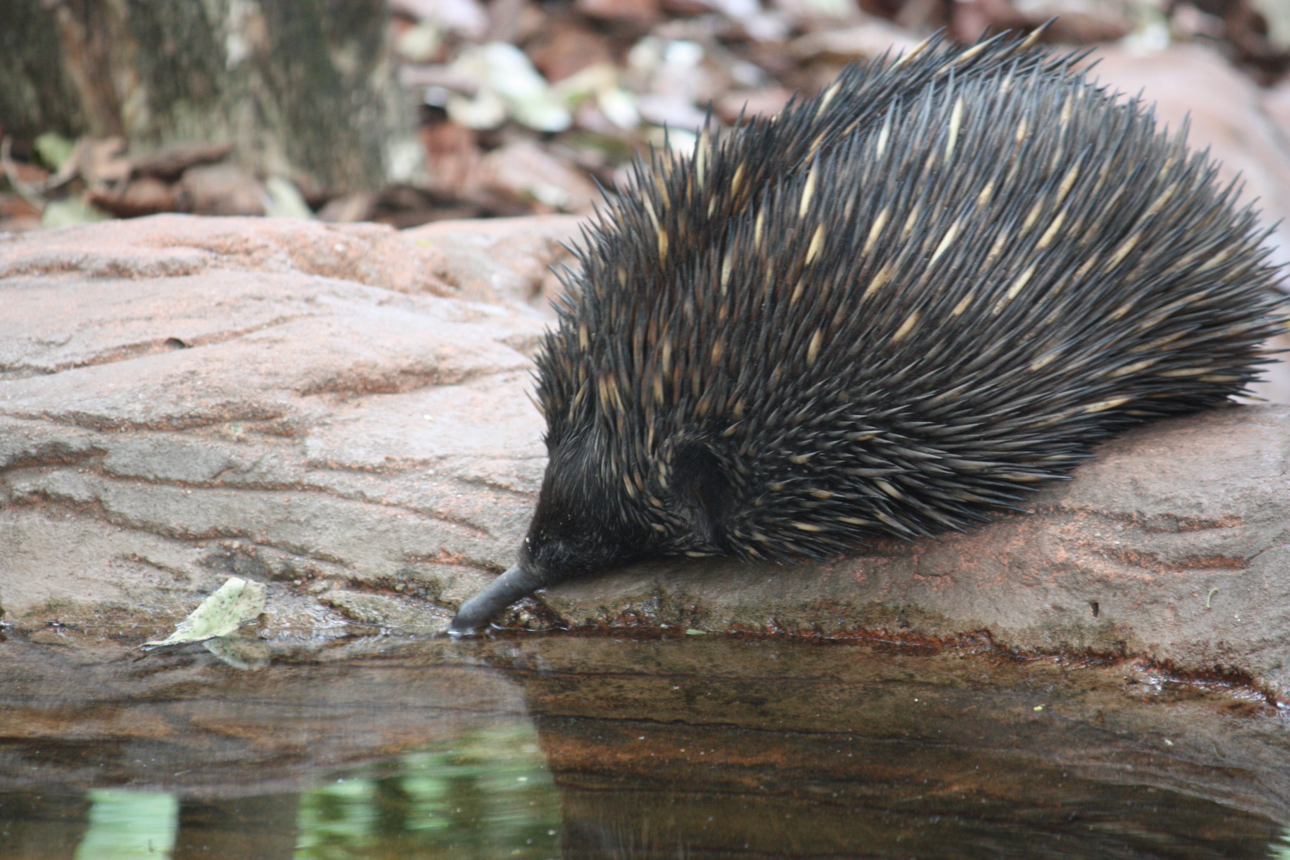 one animal, drink, day, aussie, fauna, rock - object, focus on foreground, relaxation, outdoors, animal wildlife, wild animals, animals in the wild, animal, HD Wallpaper