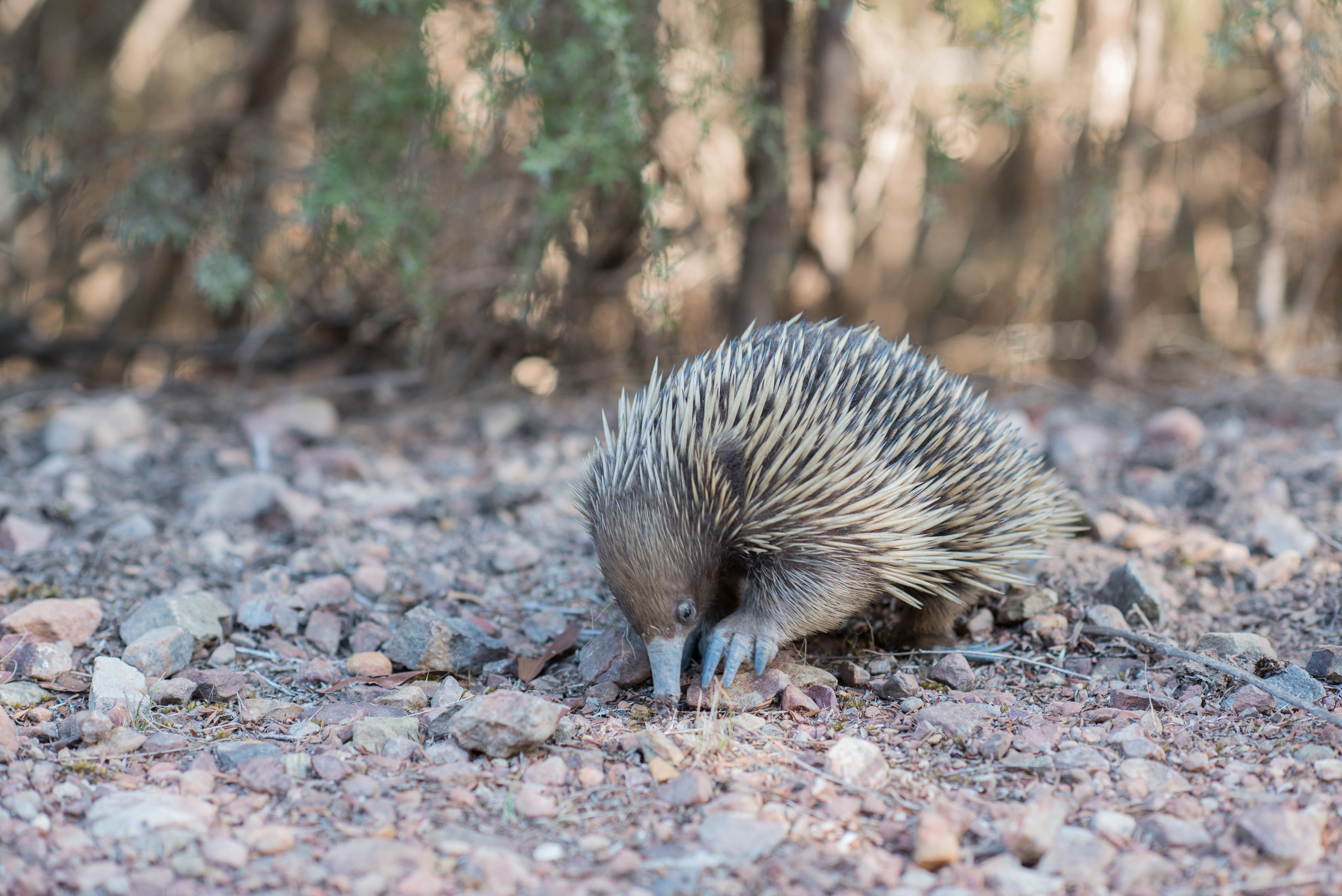 walking, forest, animal wildlife, nature, land, wildlife, monotreme, sunlight, hedgehog, mammal, one animal, 5K, animals in the wild, monotremata, spiny anteater, HD Wallpaper