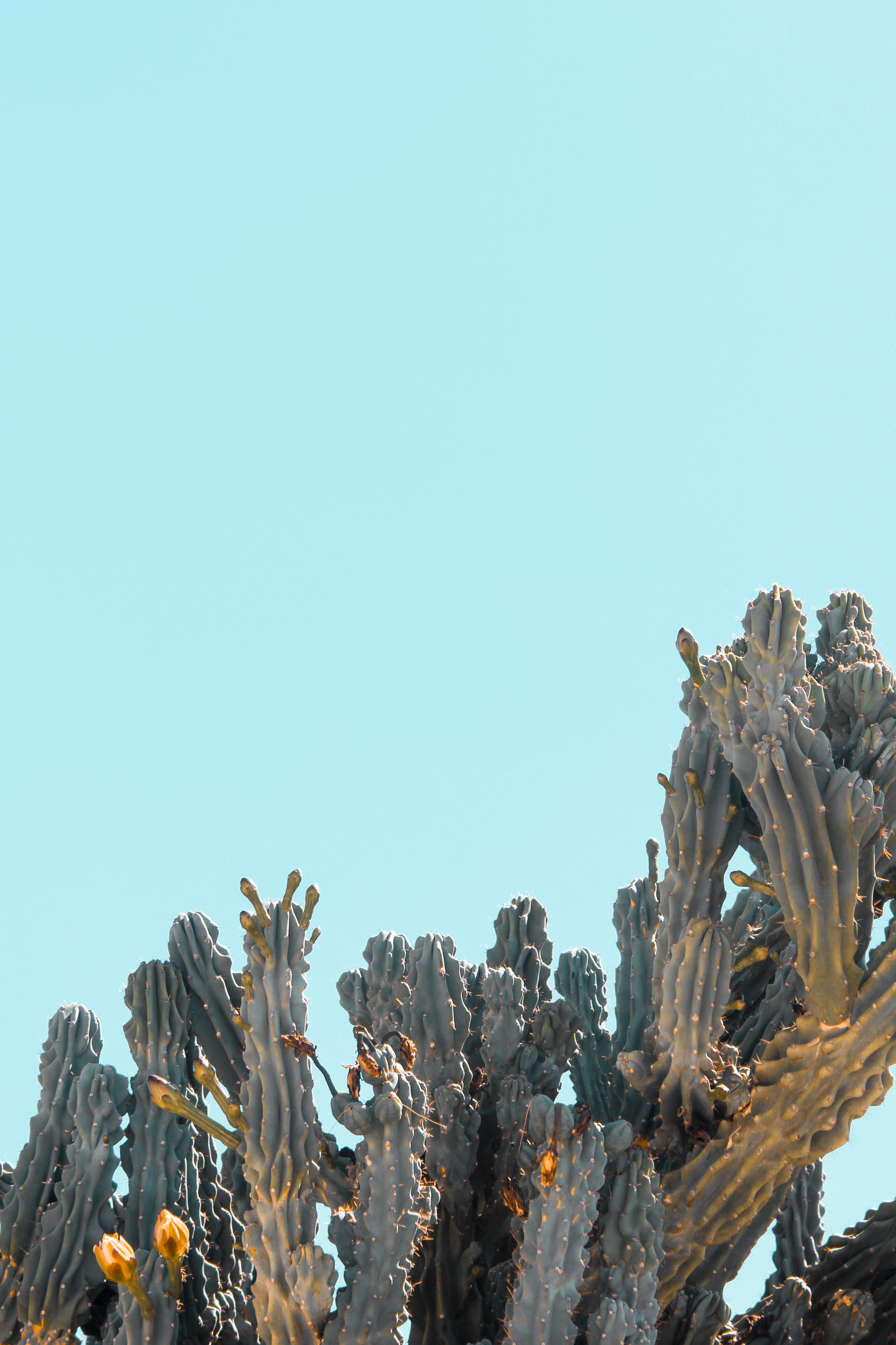 spine, cool, clear sky, cactus, tree, tranquil scene, day, simple, thorn, arid climate, outdoors, warm, adventure, 5K, growth, sunlight, desert, summer, Phone HD Wallpaper
