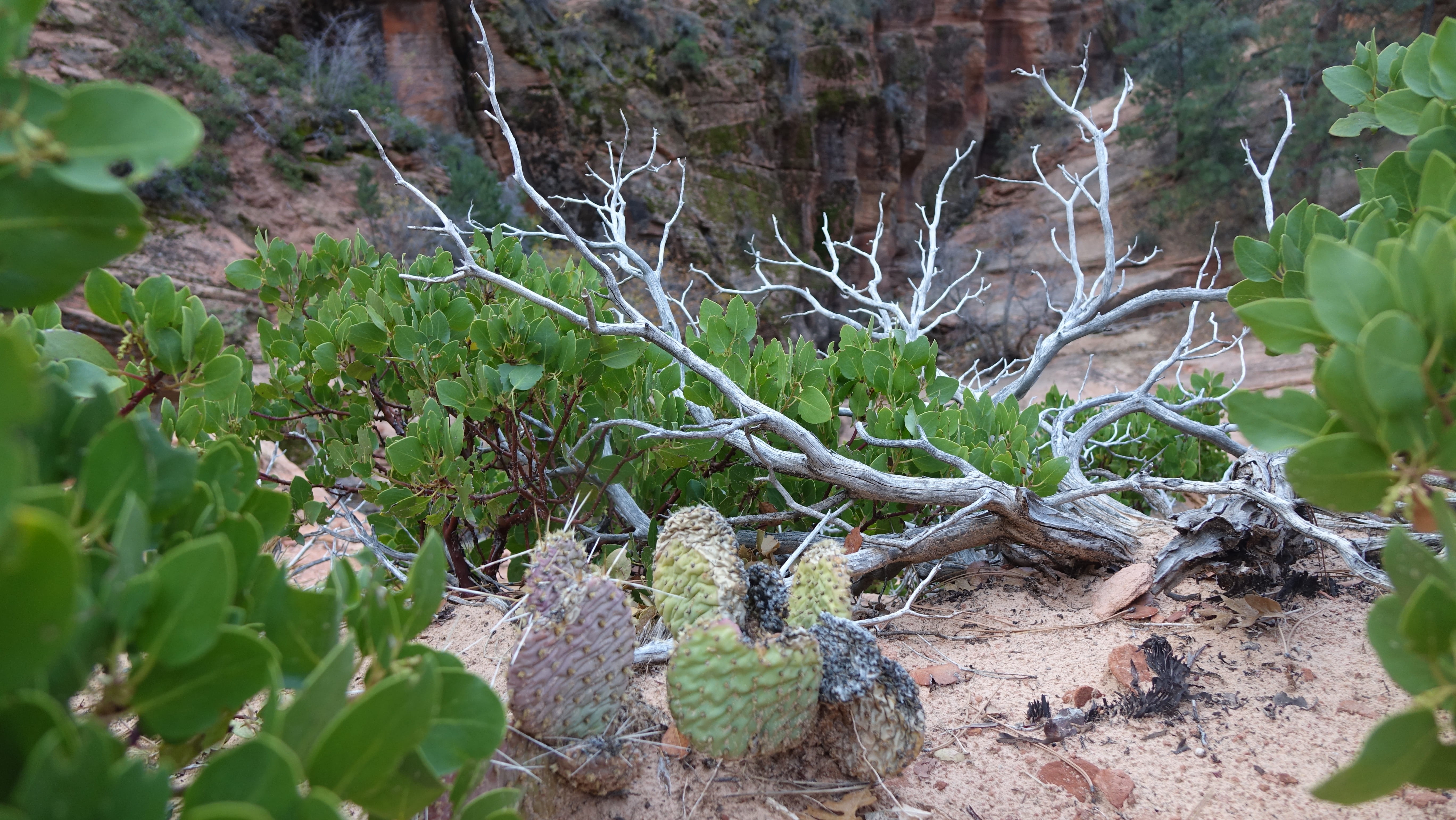 thorns, desert, tree, outdoors, no people, cactus, green color, growth, spiny, 5K, trunk, prickly, close up, season, plant, selective focus, animal wildlife, HD Wallpaper