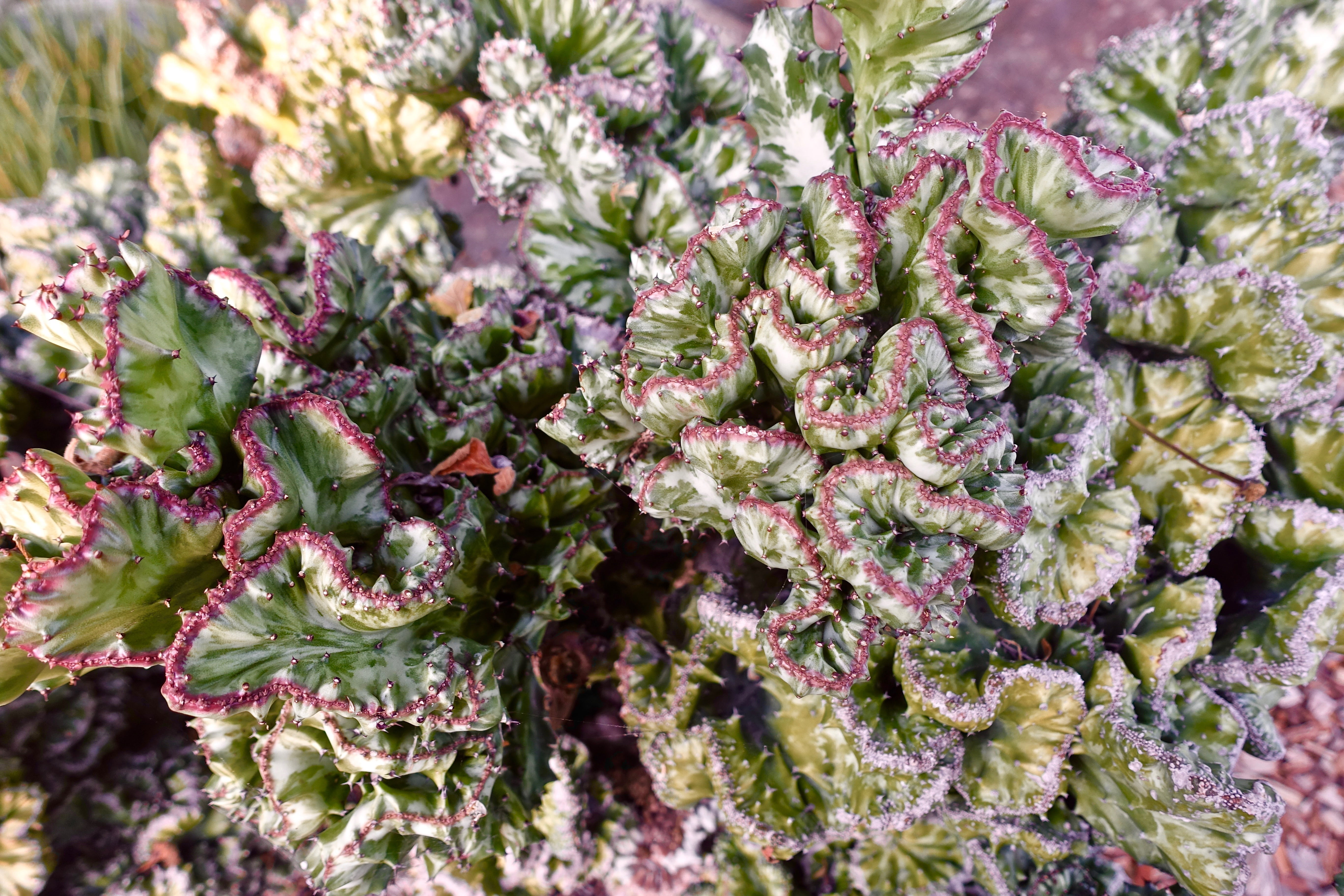 spiny, healthy eating, leaf, focus on foreground, shape, nature, organic, no people, succulent, outdoors, freshness, cactus, food, environment, natural, HD Wallpaper