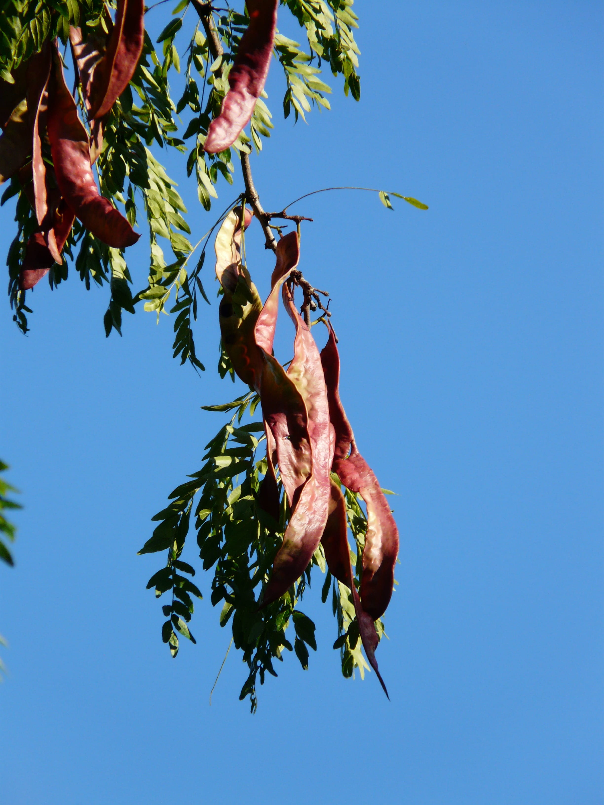 blue, vulnerability, Fruits, clear sky, seeds, beauty in nature, fragility, honey locust, 2K, outdoors, plant, gleditsia triacanthos, nature, leaf, freshness, Phone HD Wallpaper