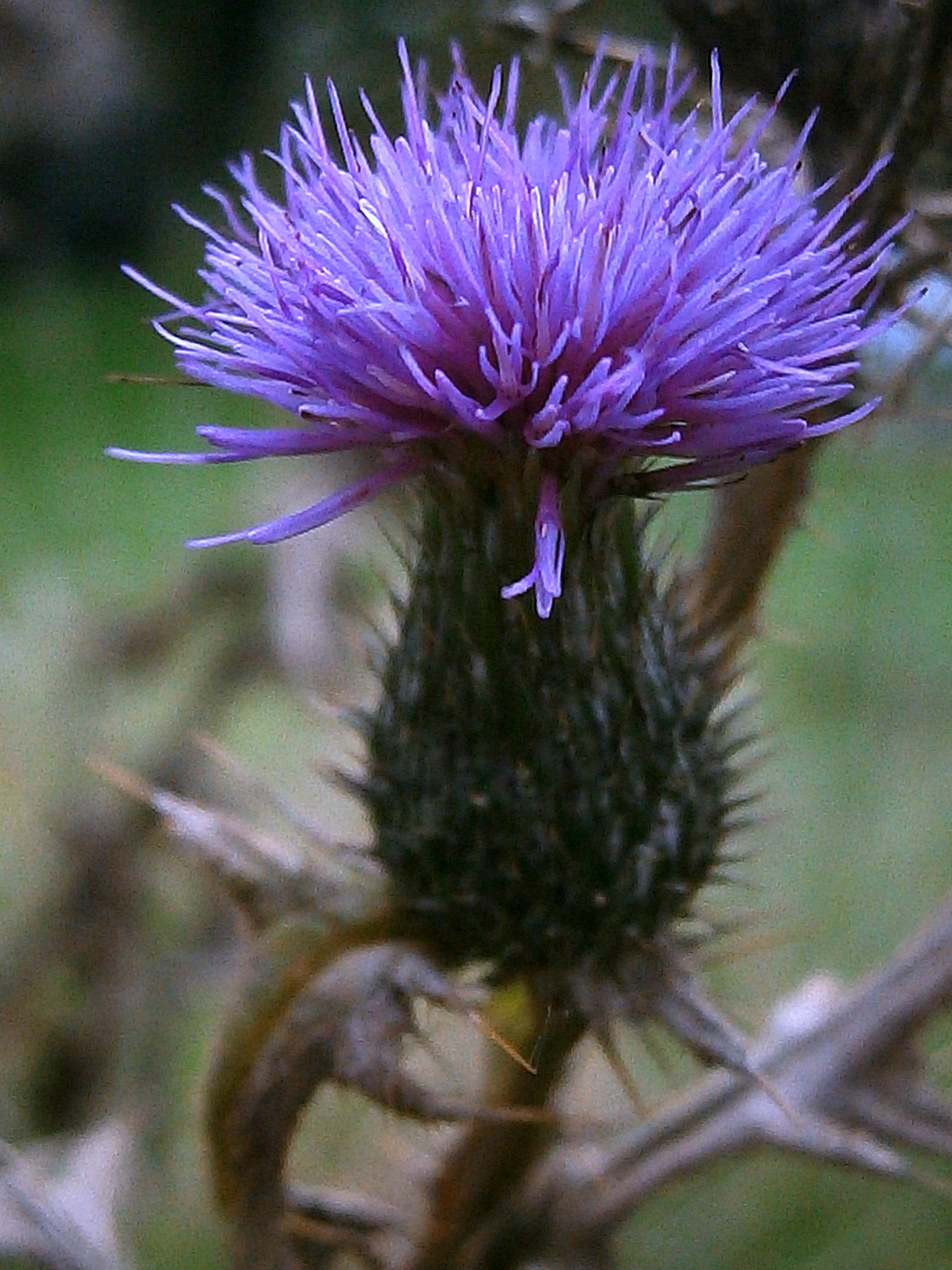 vulnerability, blossom, 1080P, pollen, freshness, summer, purple, selective focus, fragility, milk thistle, beauty in nature, plant, prickly, growth, flower, Phone HD Wallpaper