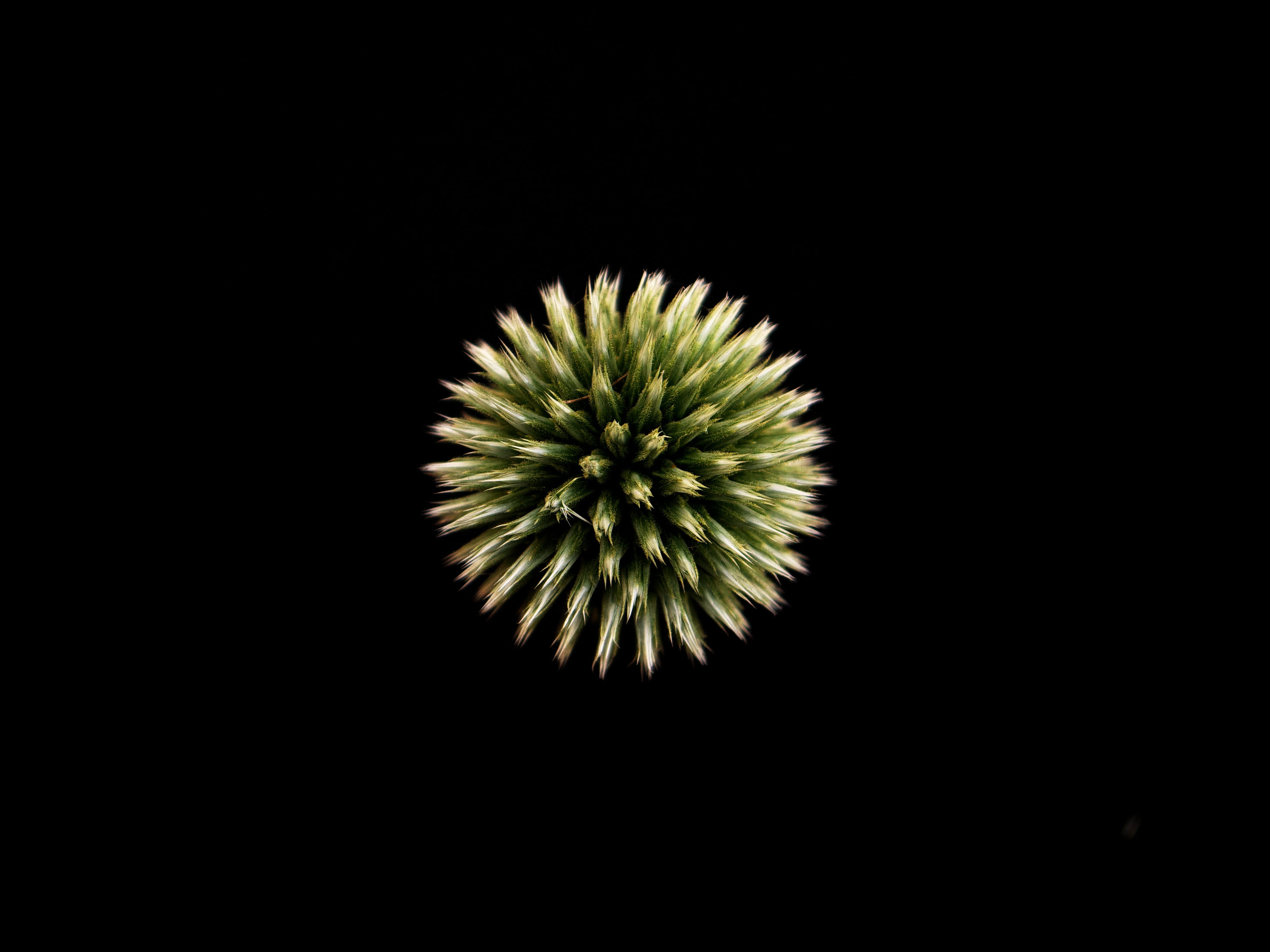 plant, spiny, shape, nature, no people, geometric shape, fragility, copy space, 4K, close up, still life, freshness, indoors, circle, flowering plant, HD Wallpaper