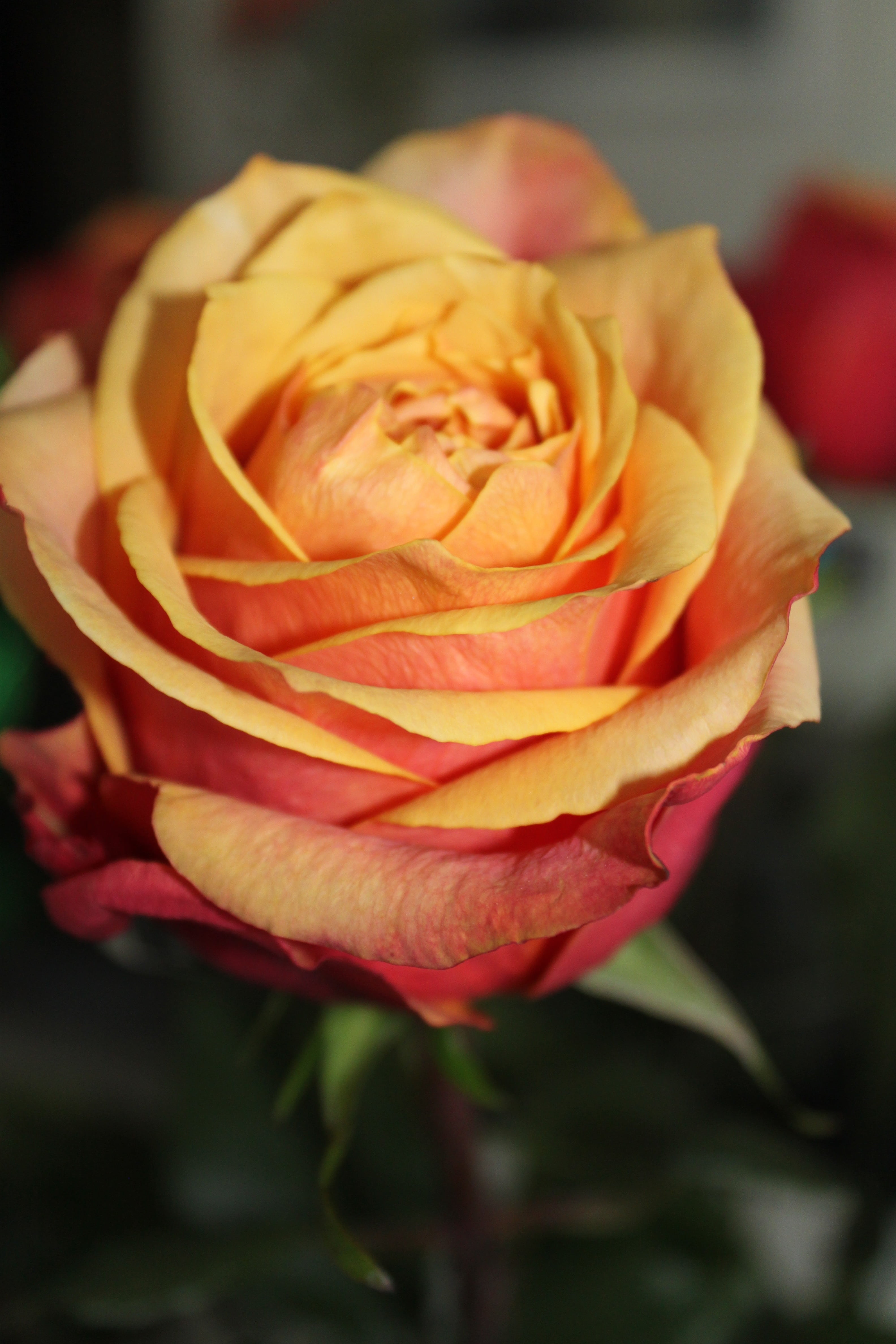 rose, thorns, leaf, focus on foreground, nature, no people, plant, inflorescence, green, spiny, vulnerability, prickly, petal, flowers, bouquet, orange, Phone HD Wallpaper