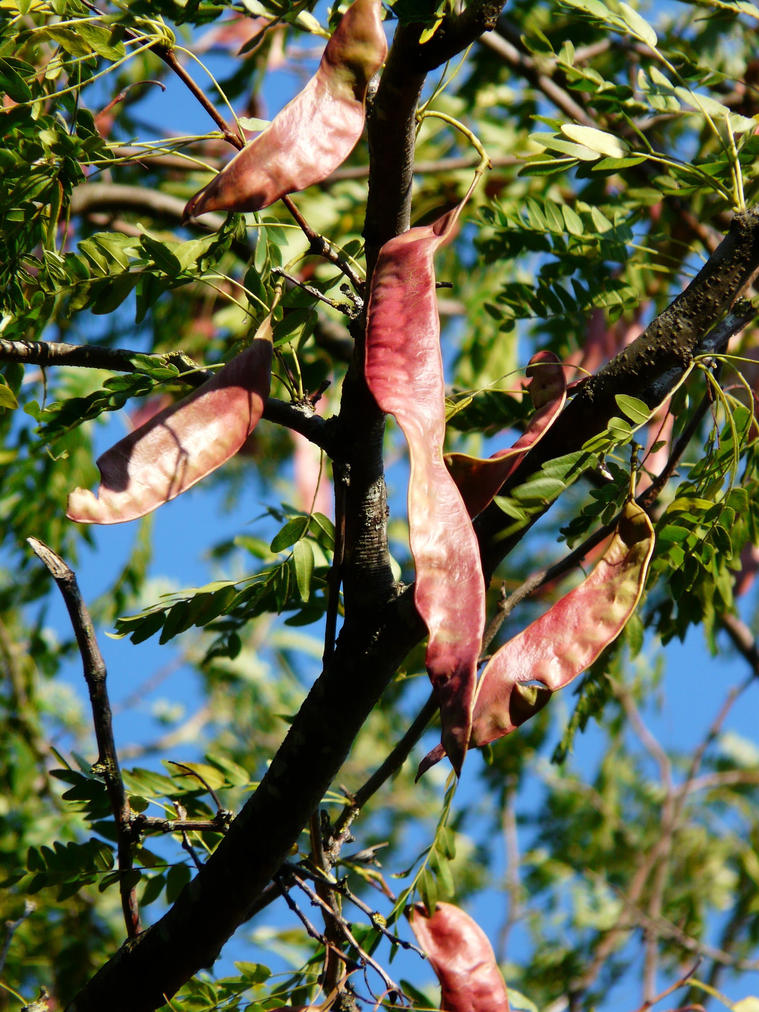 plant part, tree, fabaceae, agriculture, no people, seeds, food and drink, plant, food, oblong, incorrect milii, branch, flower, day, 2K, nature, legume, Phone HD Wallpaper