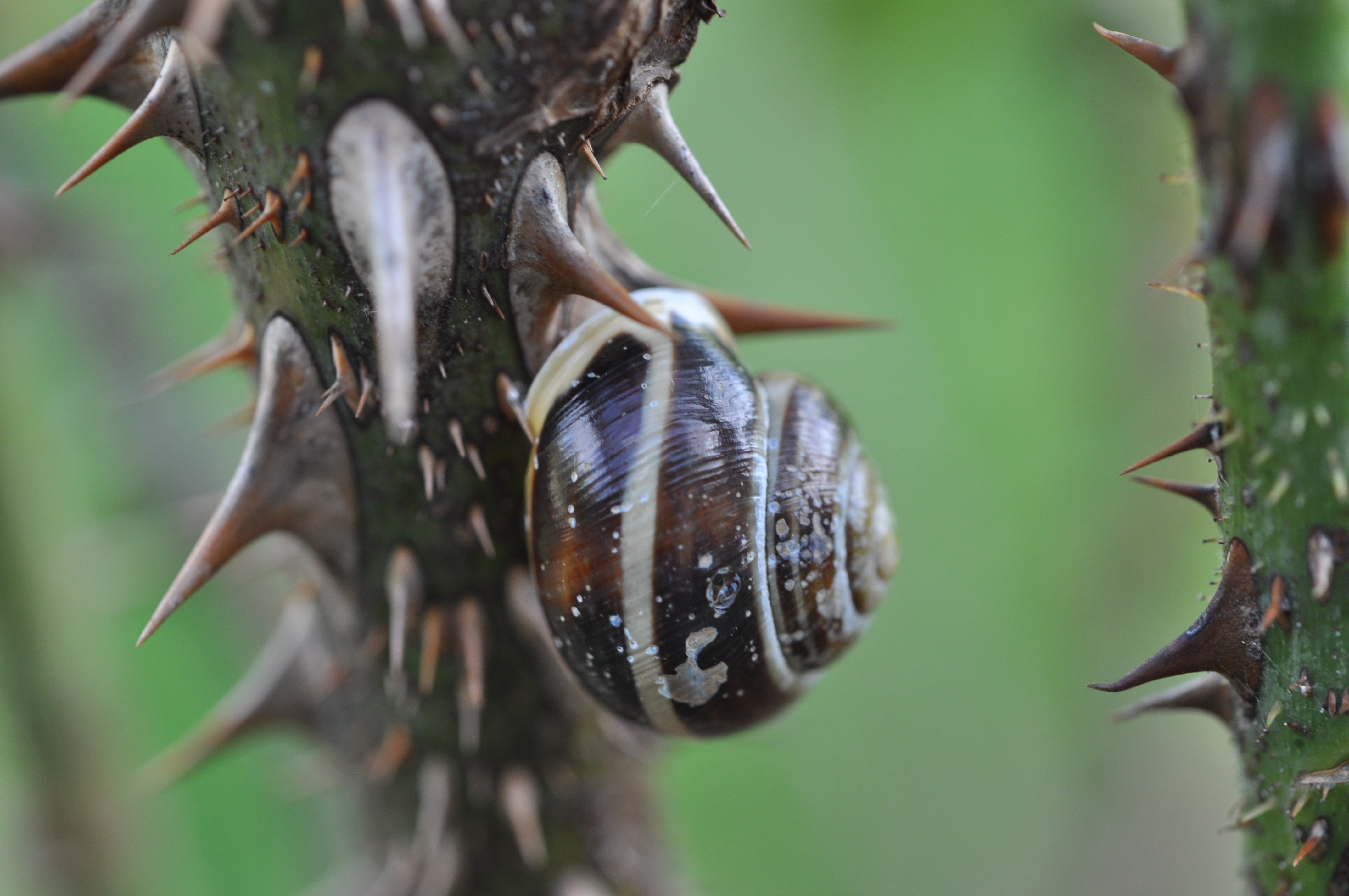 photography, shallow, spiny, snail, prickly, thorns, animal, nature, mollusk, animals in the wild, invertebrate, focus on foreground, animal themes, brown, HD Wallpaper