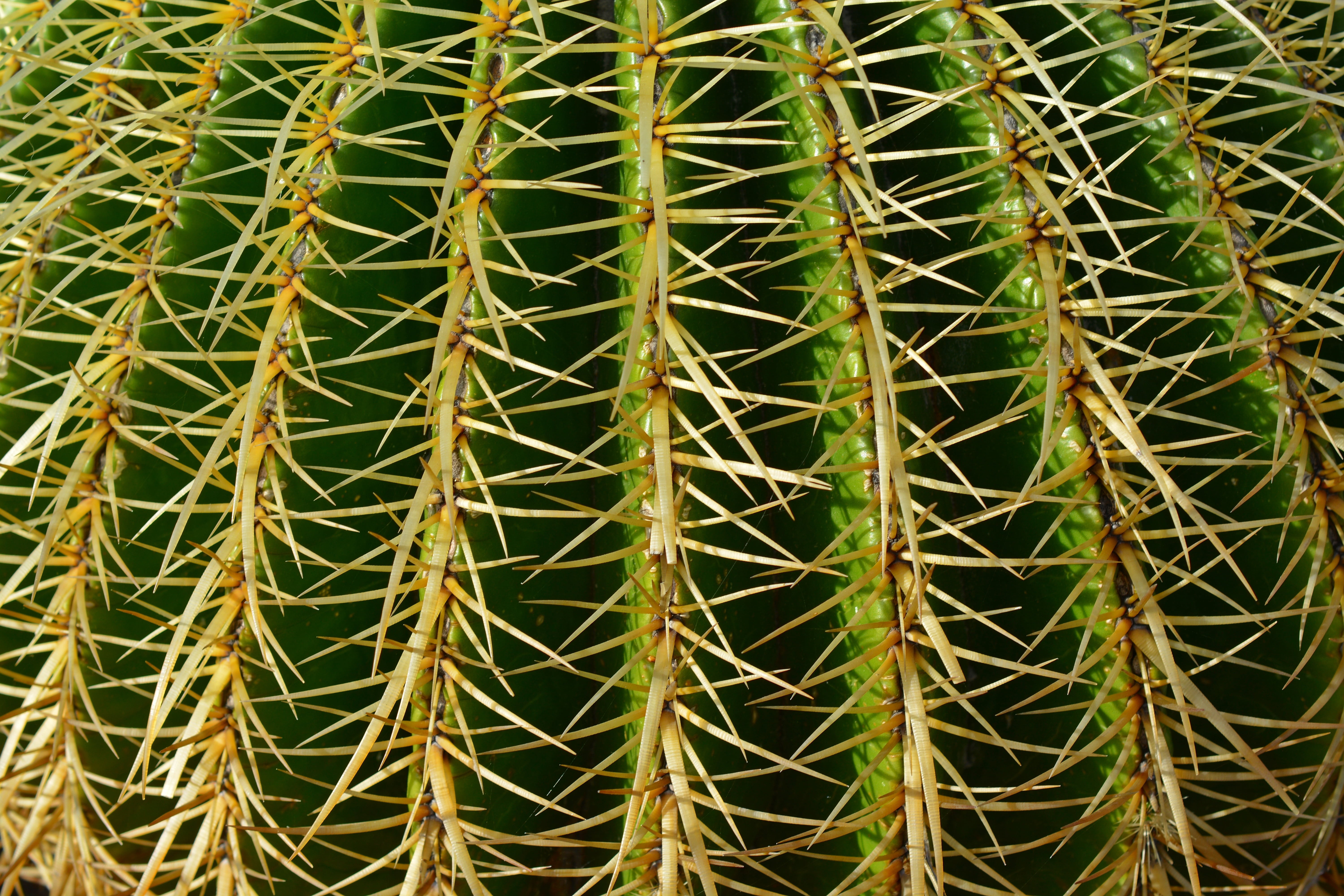 thorns, structure, outdoors, full frame, schwiegermuttersitz, spiked, barrel cactus, land, thorn, beauty in nature, sharp, spherical, 5K, day, backgrounds, HD Wallpaper