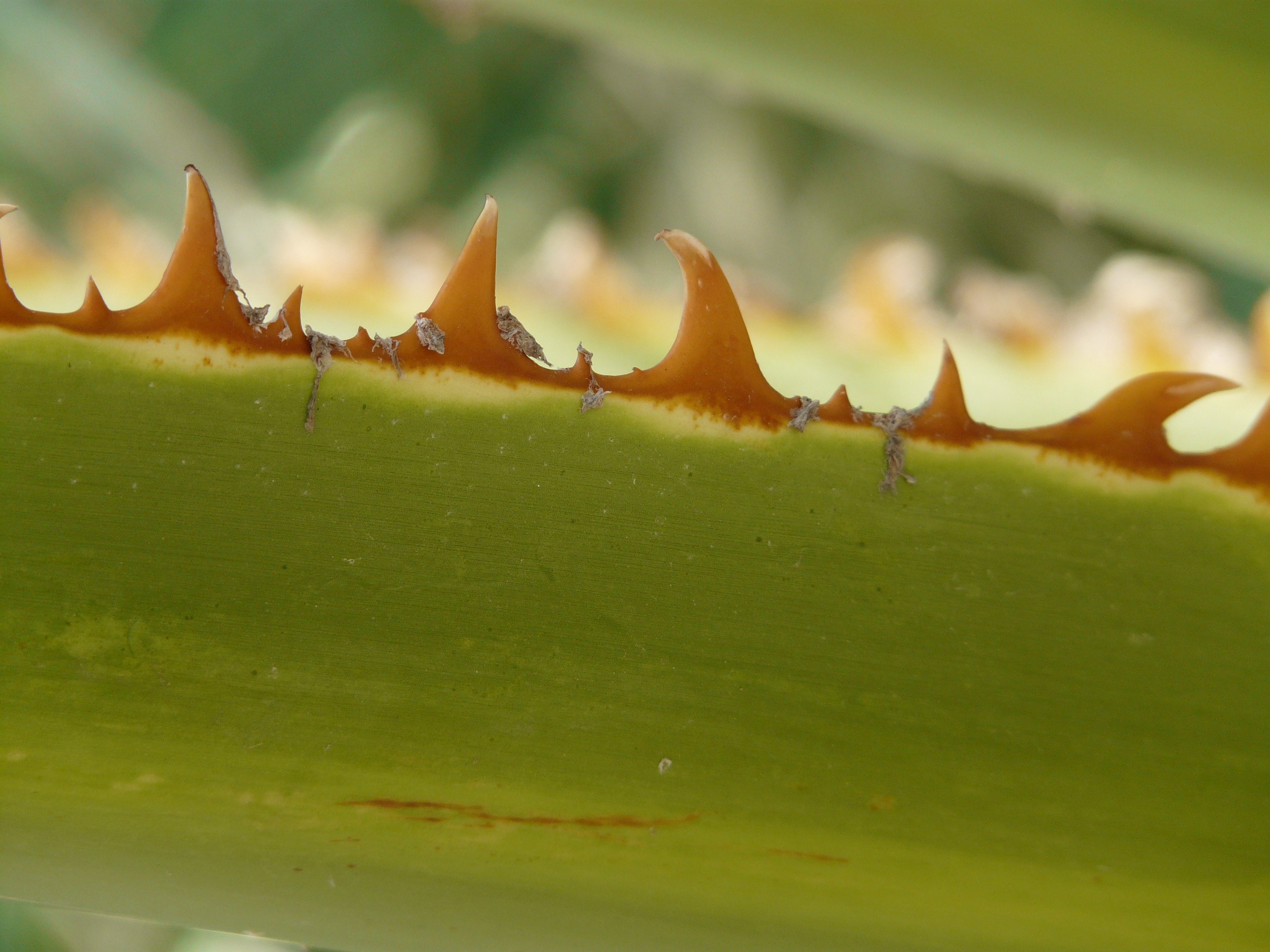 flora, close-up, plant, group of animals, day, green, 2K, plug, beauty in nature, nature, close, succulent plant, insect, invertebrate, spiked, orange brown, HD Wallpaper