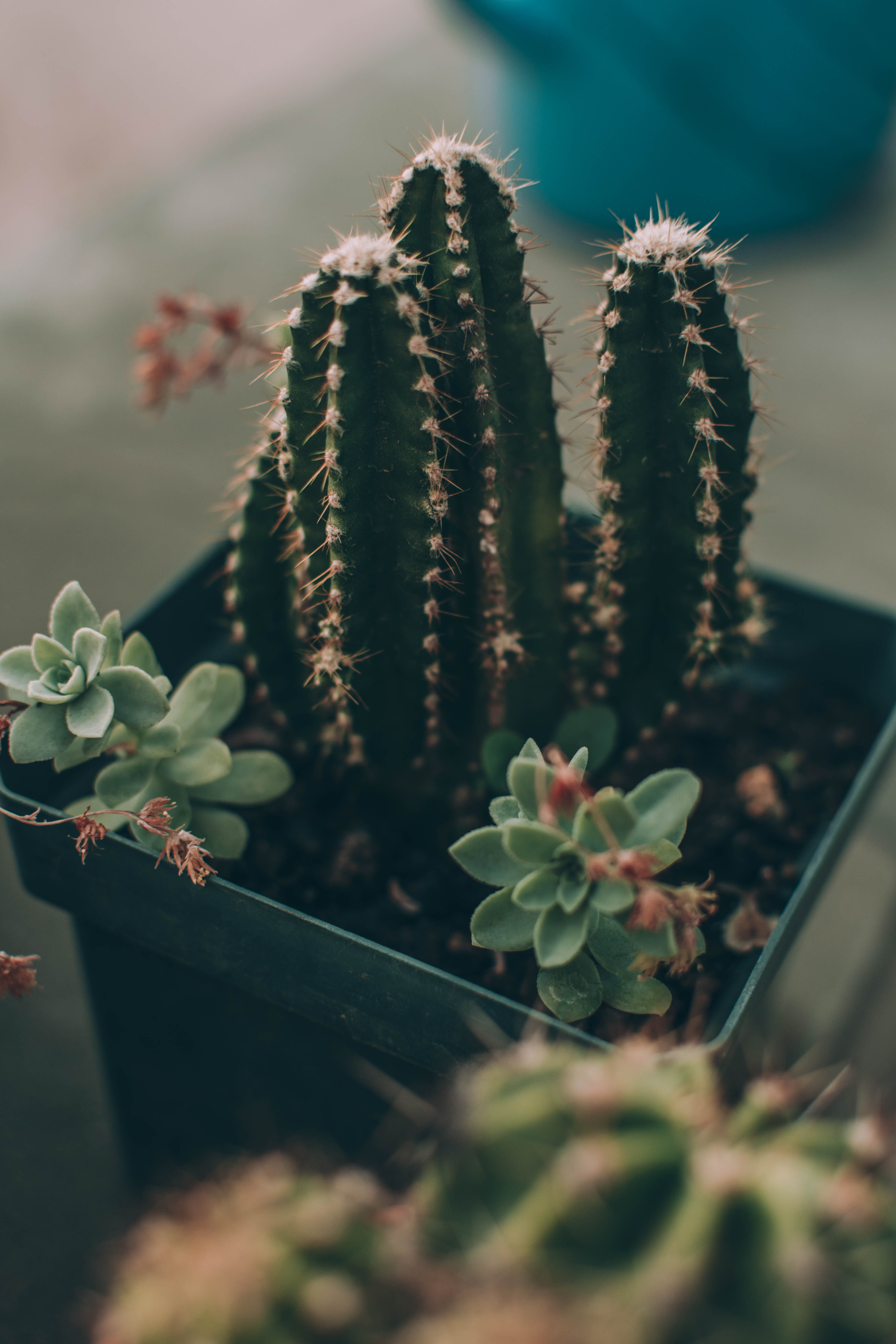 leaf, green, plant part, insect, 5K, animal, blossom, silhouette, cactus, focus on foreground, nature, freshness, pot, flowering plant, day, no people, Phone HD Wallpaper
