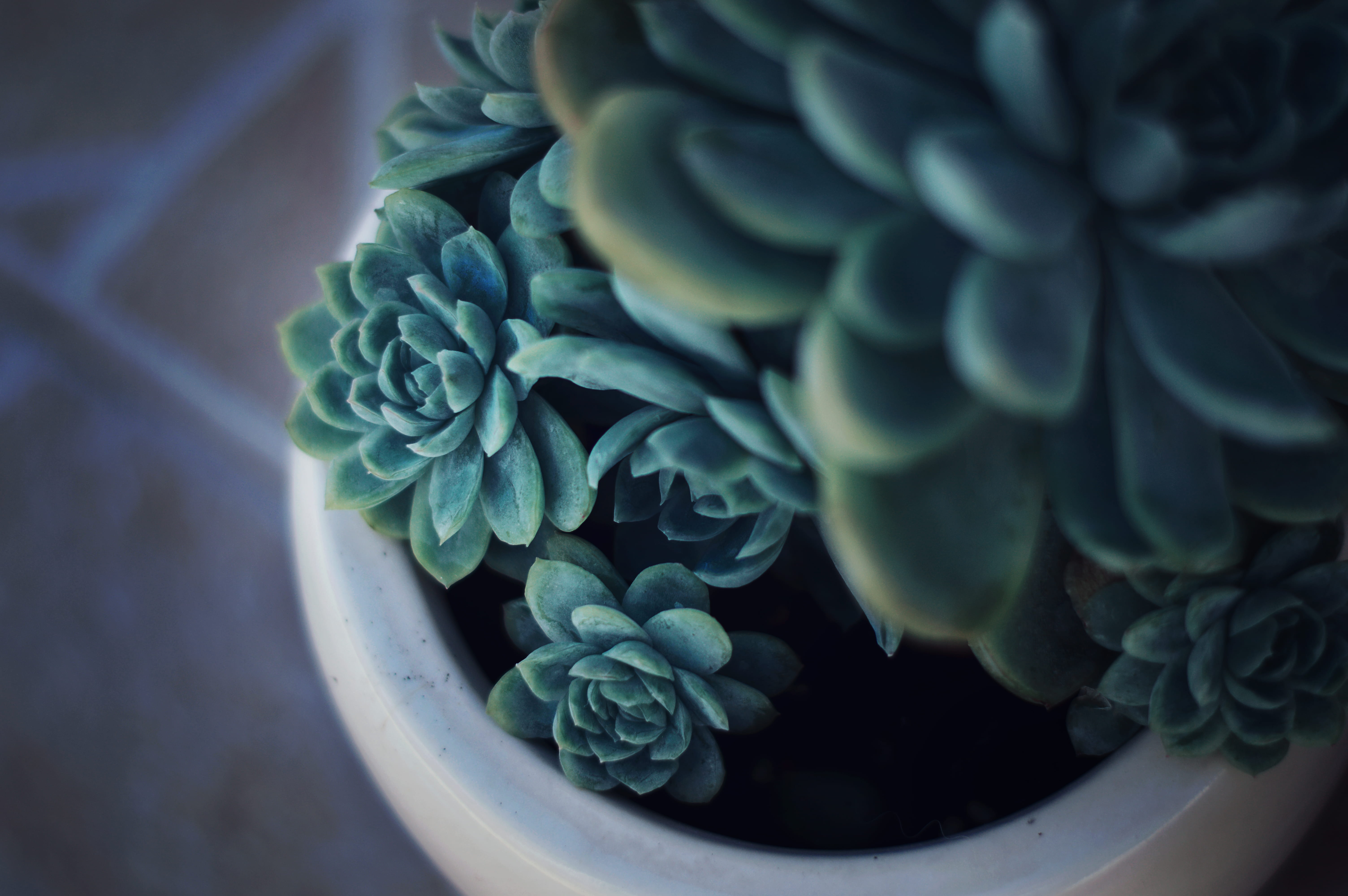 blue, white, beauty in nature, close-up, flowering plant, turquoise colored, succulent, selective, planter, water, focus, flower, plant, 5K, photography, HD Wallpaper