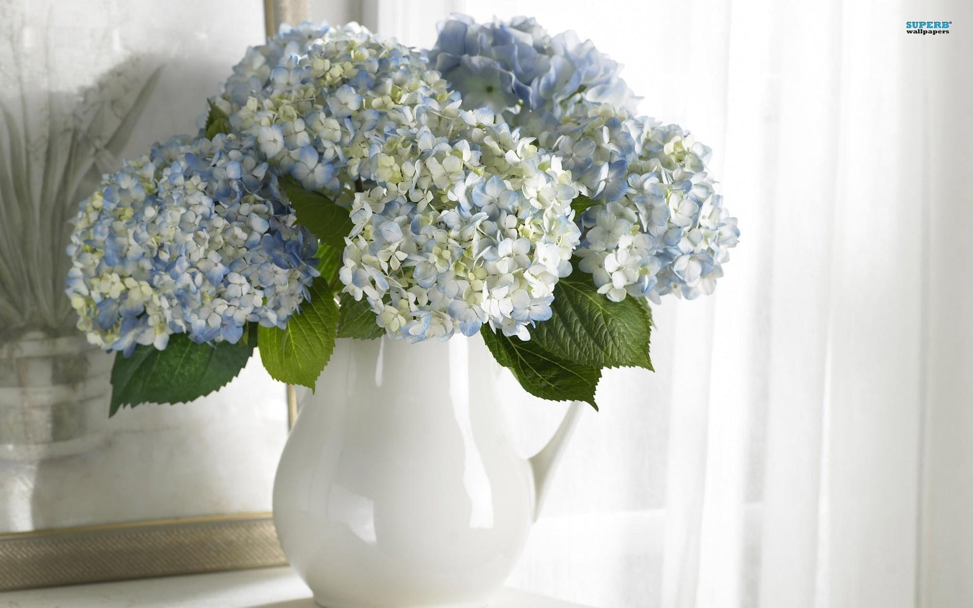 yellow, lovely, white vase, white curtains, still life, vase, ceramic, flowers, nature and landscapes, flower, hydrangeas, 1080P, blue, white, HD Wallpaper