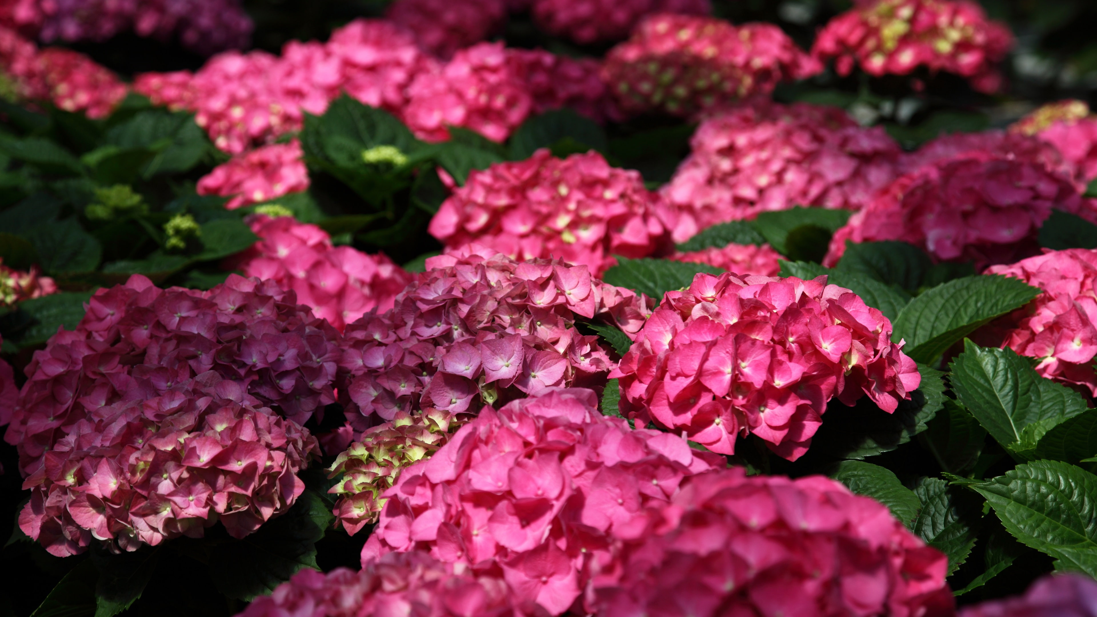 Flowers, 4K, Pink, Hydrangea, HD Wallpaper