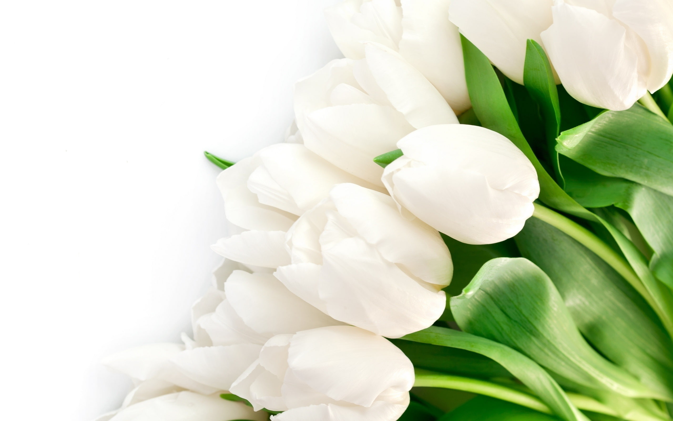 Leaves, tulip, White, bouquet, Tulips, 2K, Flowers, HD Wallpaper