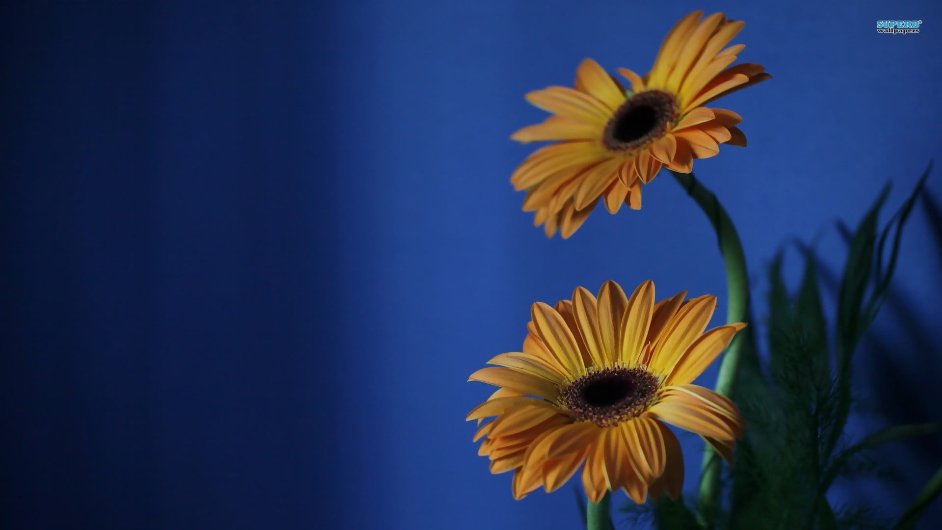 indoors, 1080P, yellow flowers, beauty in nature, petal, close-up, sunflowers, flowers, flowering plant, blue, blue background, inflorescence, sepal, no people, HD Wallpaper