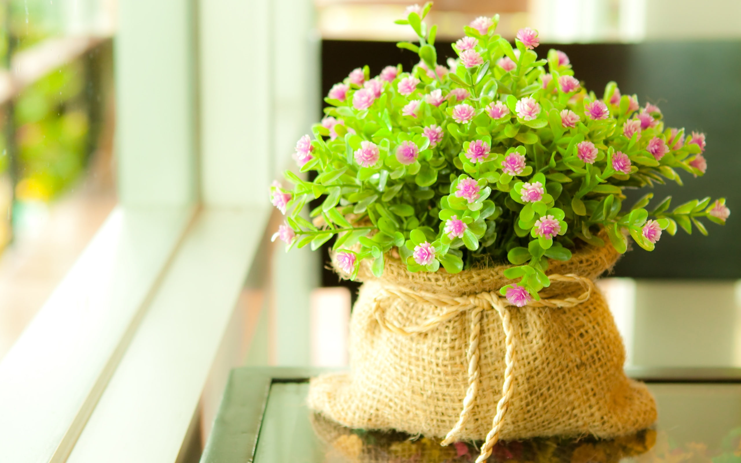 2K, Windowsill, Potted, Flowers, HD Wallpaper