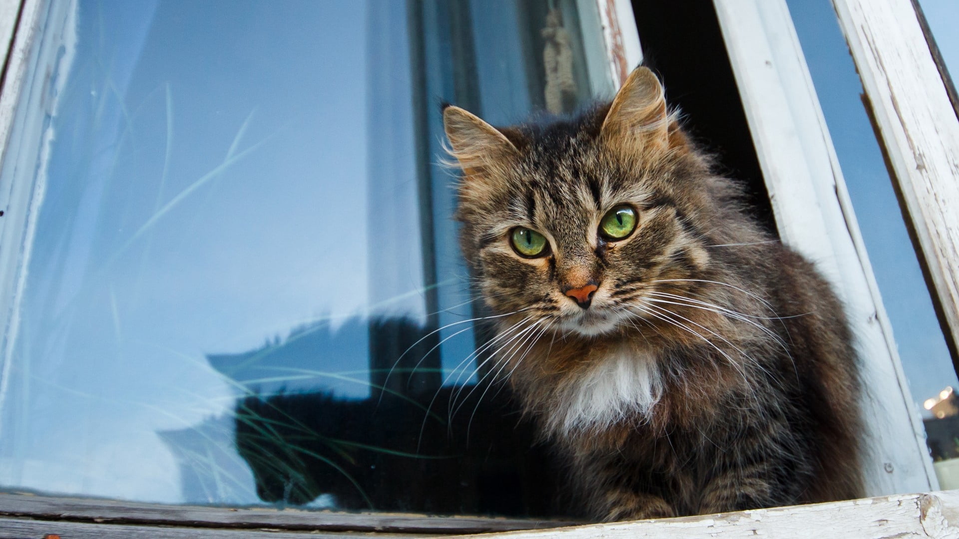 mammal, looking, no people, domestic, face, feline, day, curiosity, outdoors, 1080P, animal, furry, white, pets, windowsill, brown, vertebrate, sitting, HD Wallpaper