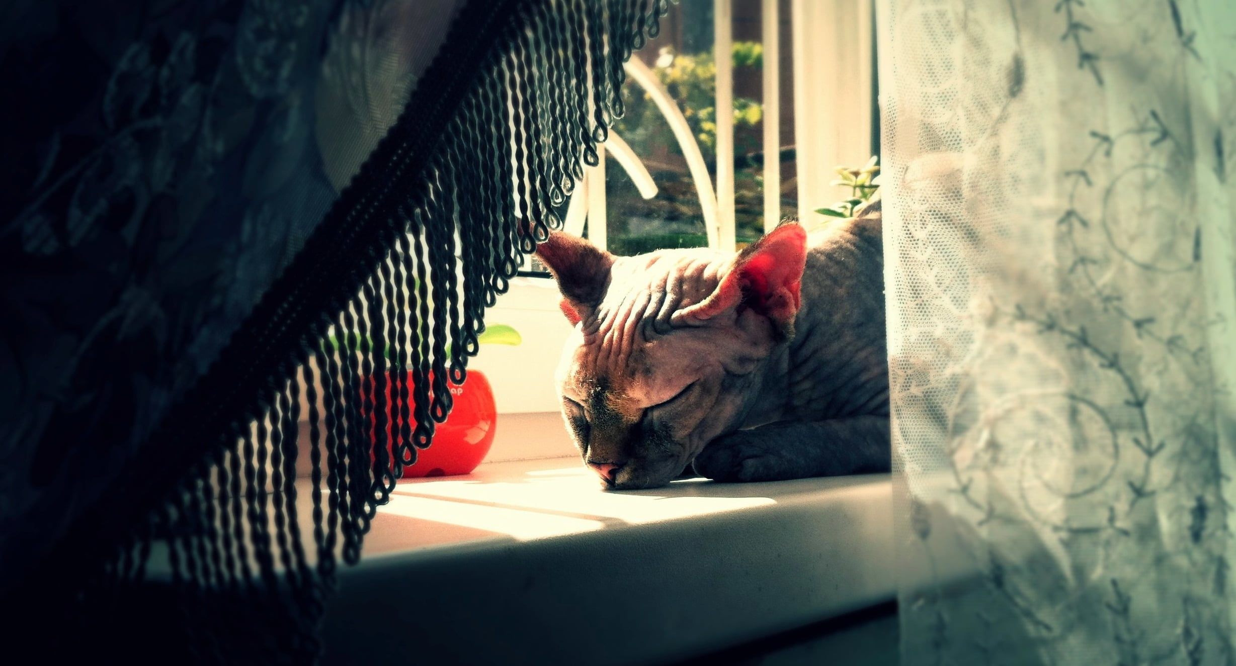 domestic, mammal, sphynx, window, relaxation, domestic animals, dog, day, shadow, cat, animal head, domestic cat, pets, one animal, indoors, resting, feline, HD Wallpaper
