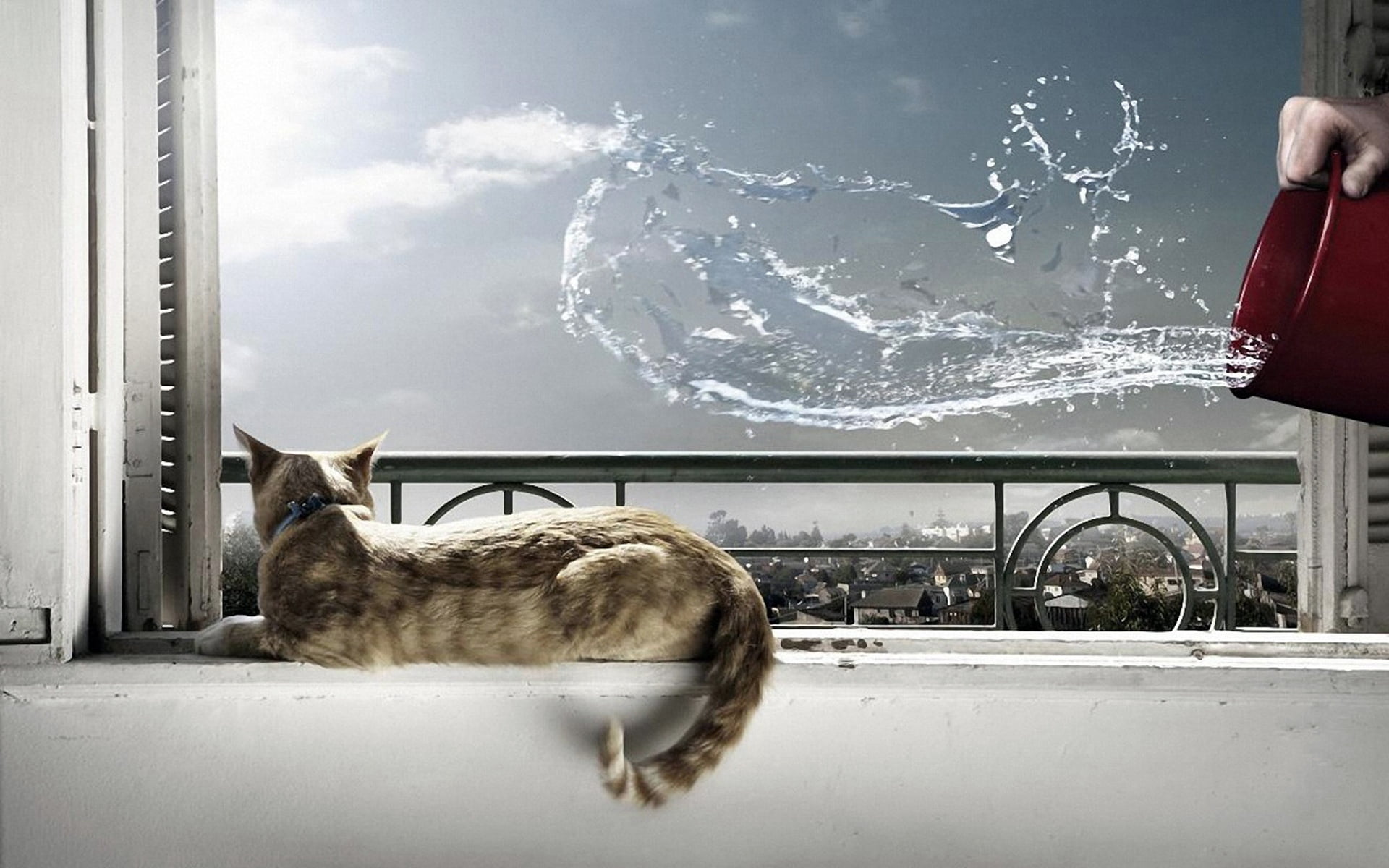 domestic, windowsill, sky, domestic Animals, water, snow, splash, glass - material, vertebrate, no people, situation, window, 1080P, lying, domestic Cat, HD Wallpaper