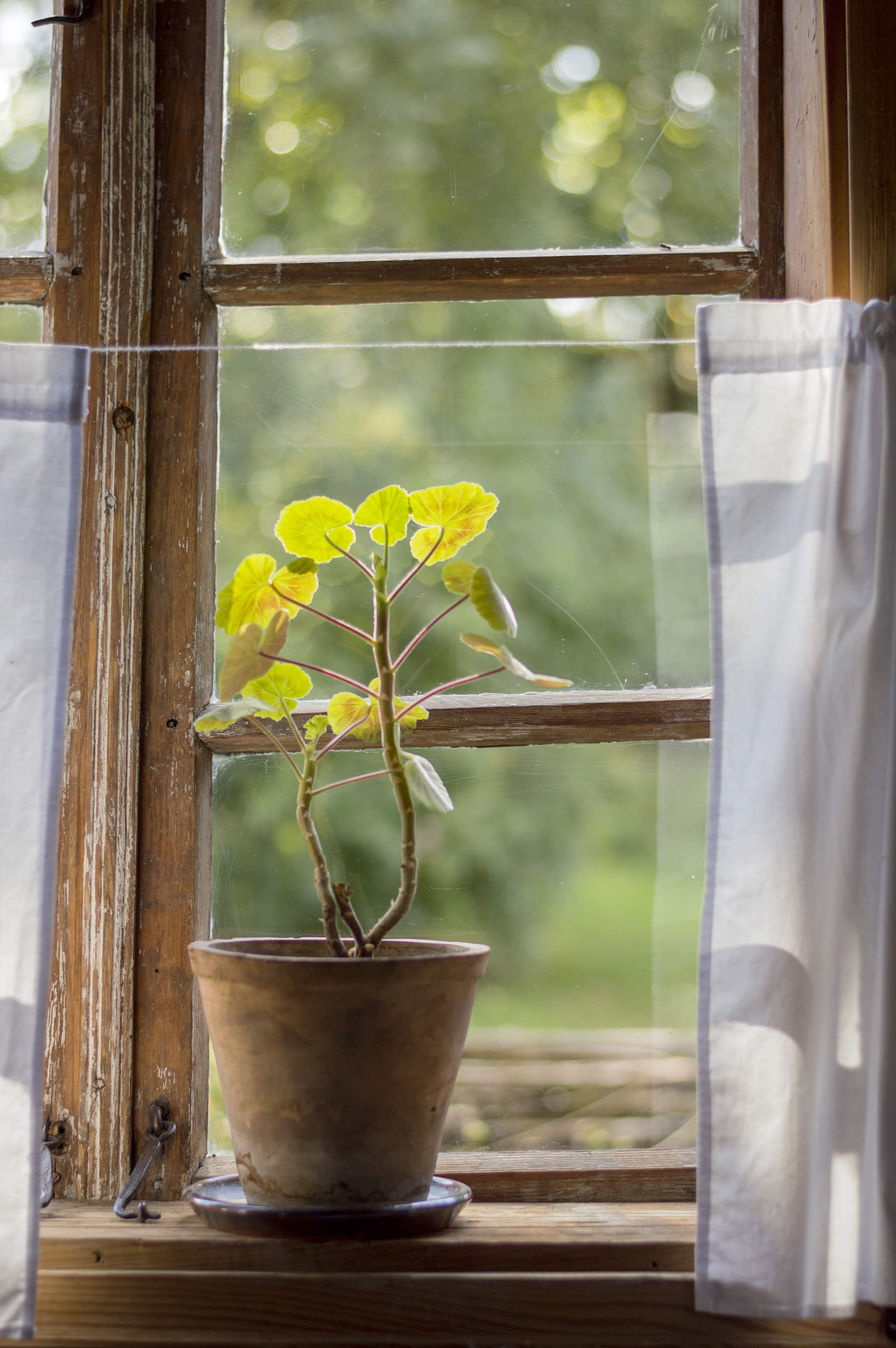 potted plant, color, garden, close-up, transparent, wood - material, flowering plant, curtain, growth, indoors, windowsill, day, decoration, leafed, wood, Phone HD Wallpaper