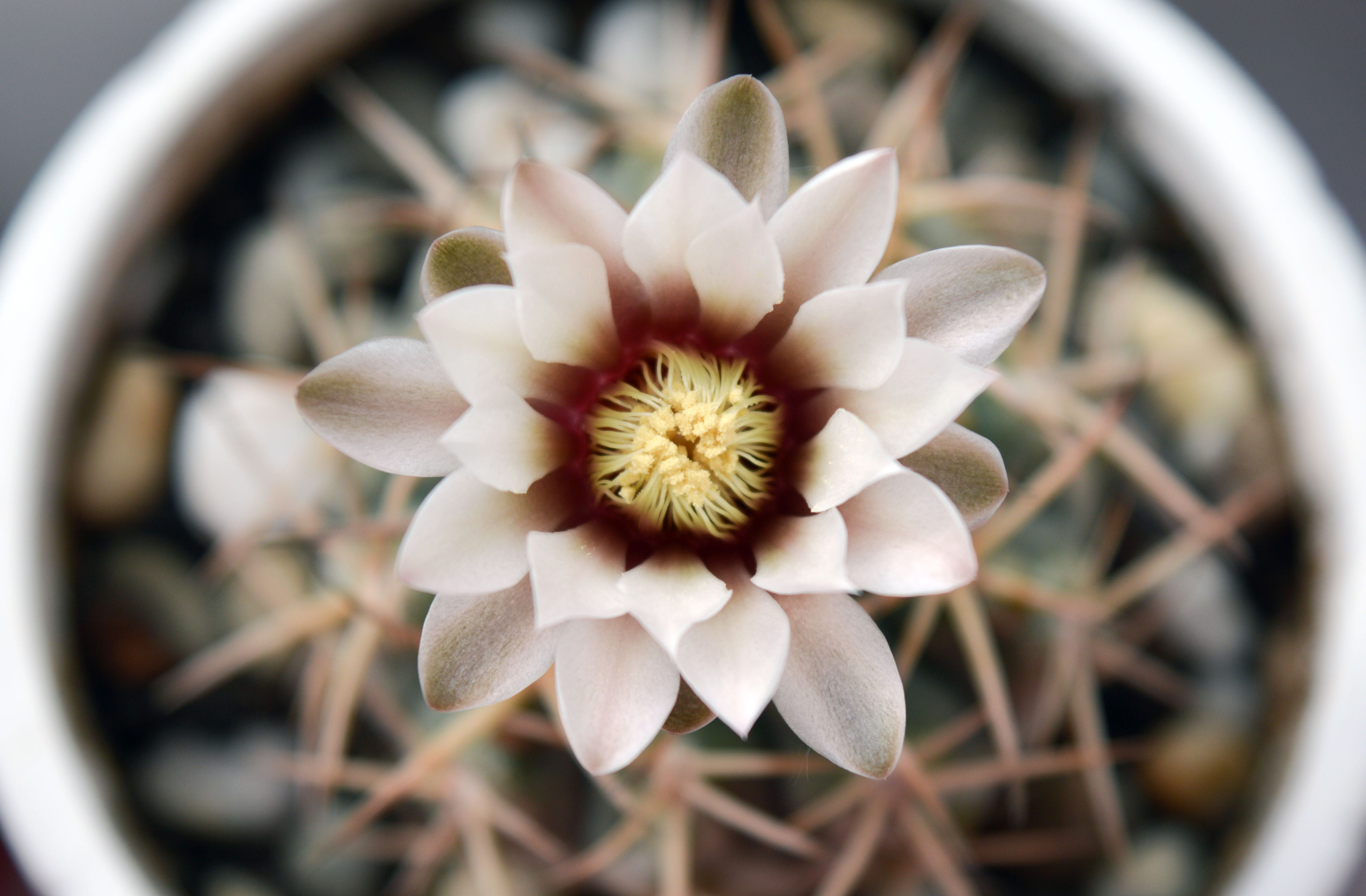 growth, single Flower, flowering, white color, freshness, flower head, flowering cactus, flowers on the windowsill, indoor, closeup, in a pot, beauty in nature, HD Wallpaper