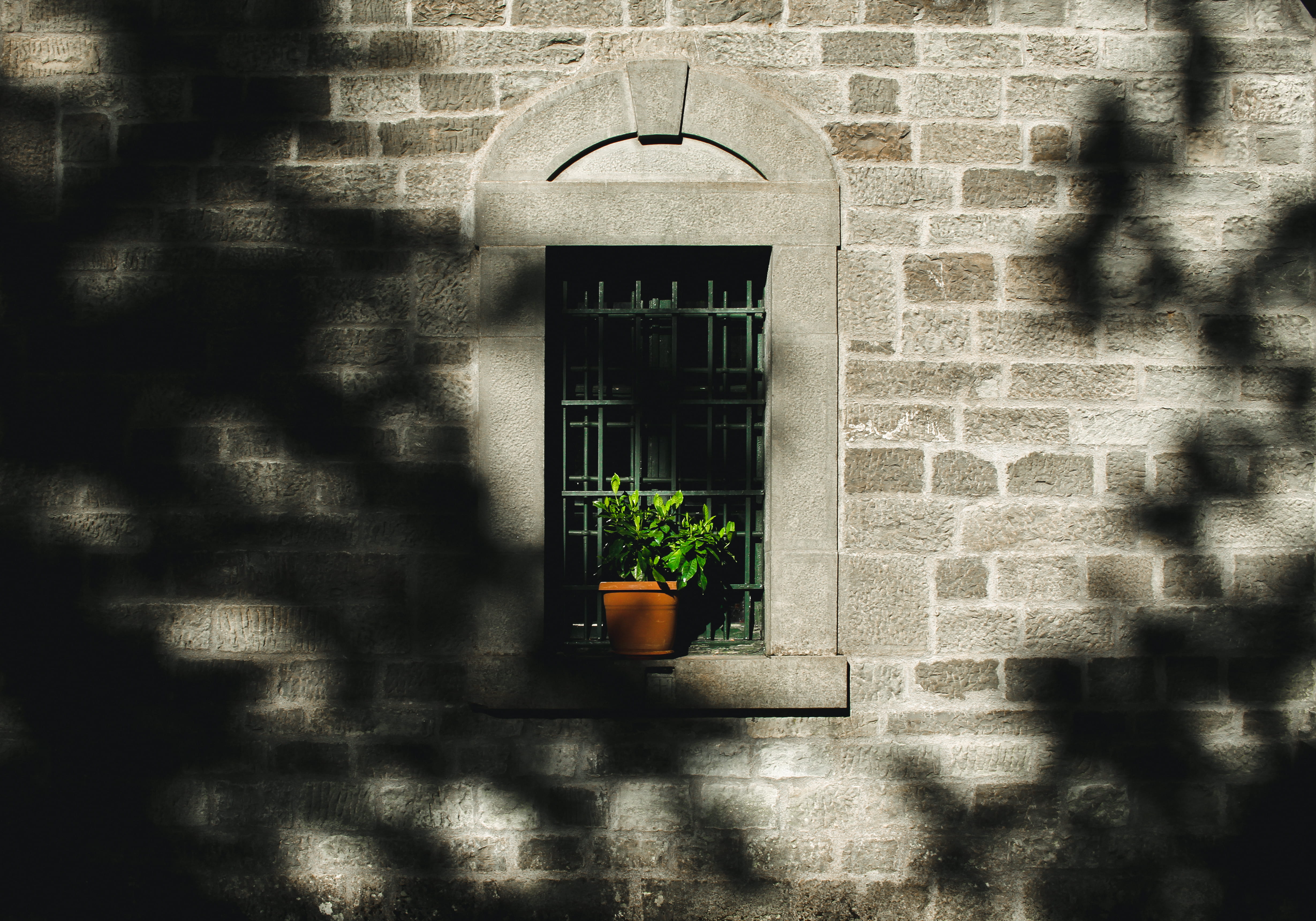 focus on shadow, architecture, pot, window, street, quiet, potted, built structure, sunlight, leaf, odor, windowsill, calm, green, wall, plant, outdoors, HD Wallpaper