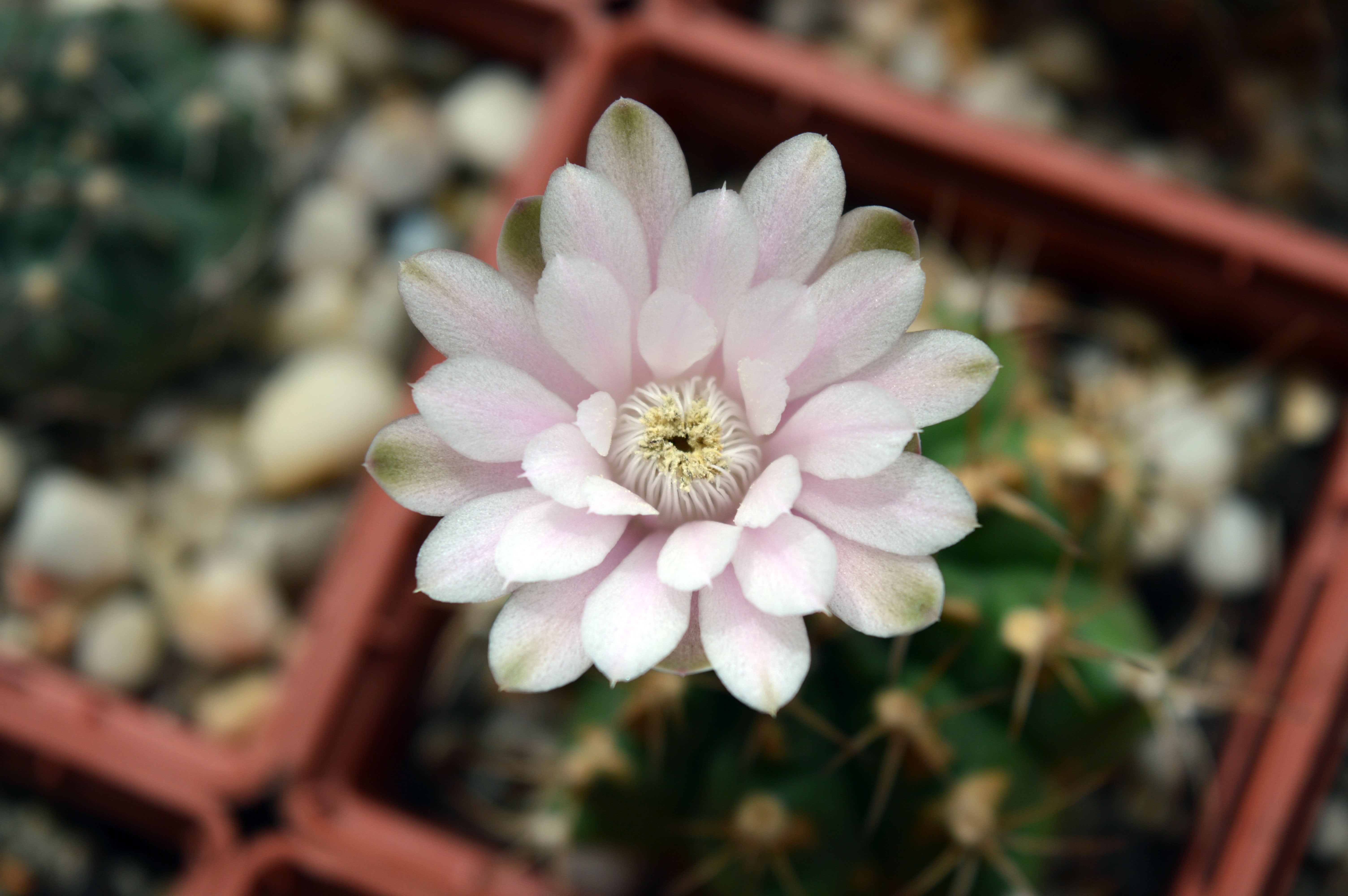 needles, beauty in nature, scratchy, flower head, close-up, indoor plant, flowering plant, petal, cactus collection, white color, gymnocalycium anisitsii, HD Wallpaper