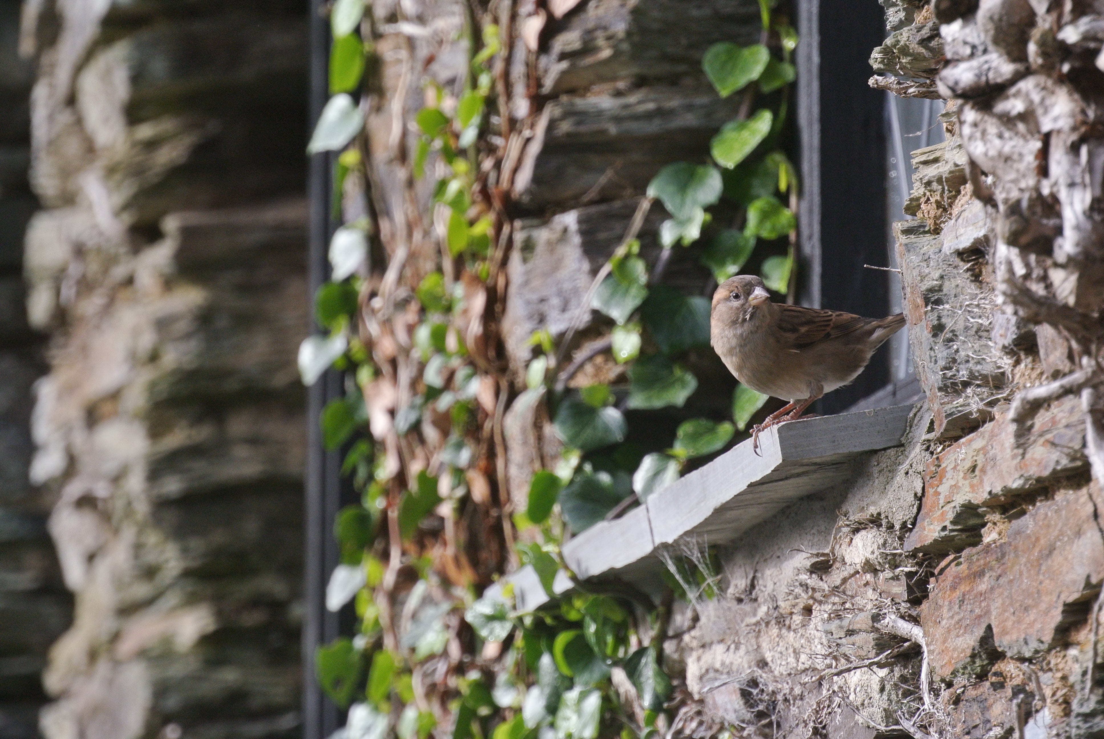 vertebrate, 4K, window, animal themes, animals in the wild, day, perching, sparrow, brick, nature, animal wildlife, no people, close-up, bird, animal, HD Wallpaper