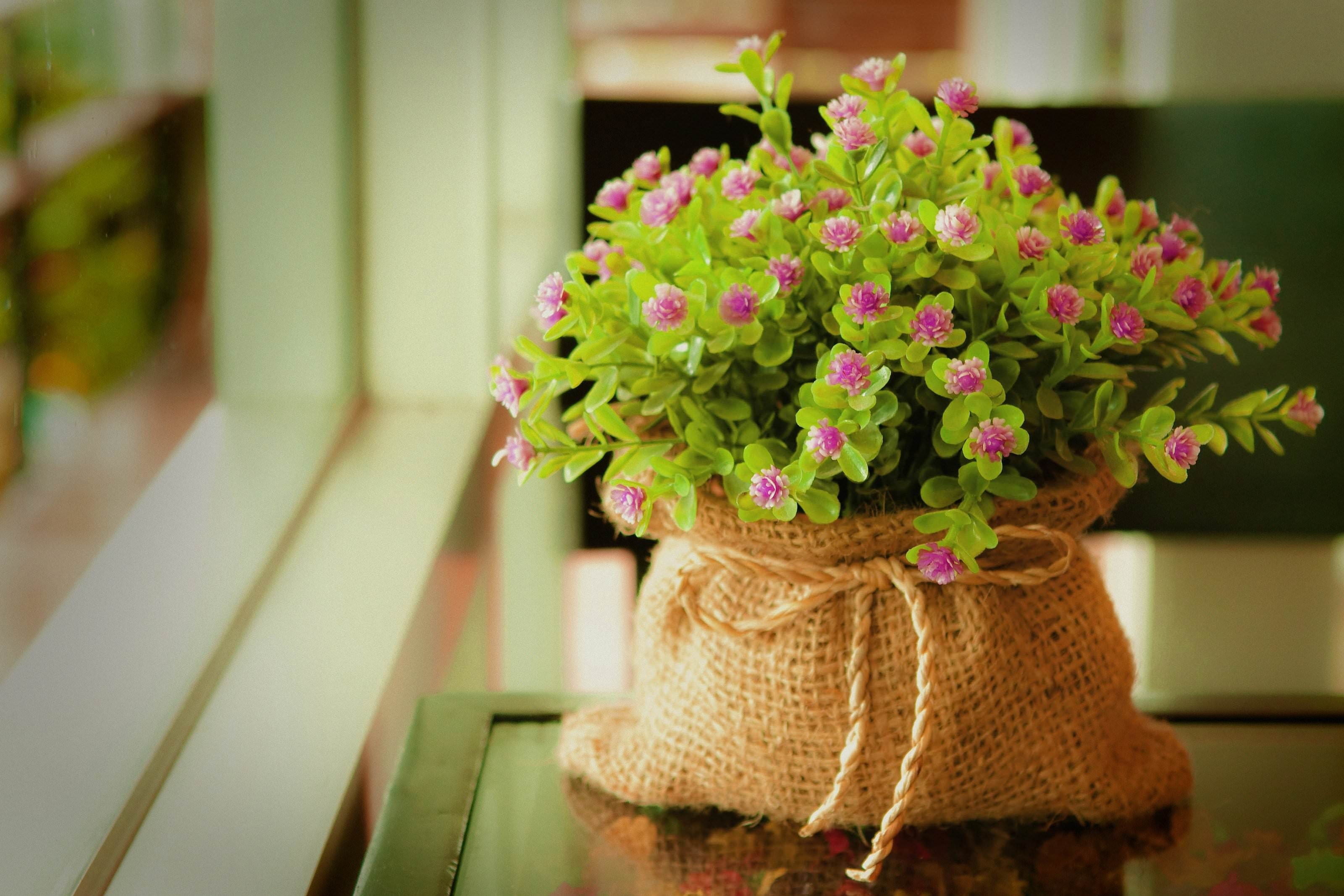 potted plant, 2K, day, nature, focus on foreground, close-up, leaf, flower pot, front stoop, growth, flowers, flower, window sill, bouquet, beauty in nature, HD Wallpaper