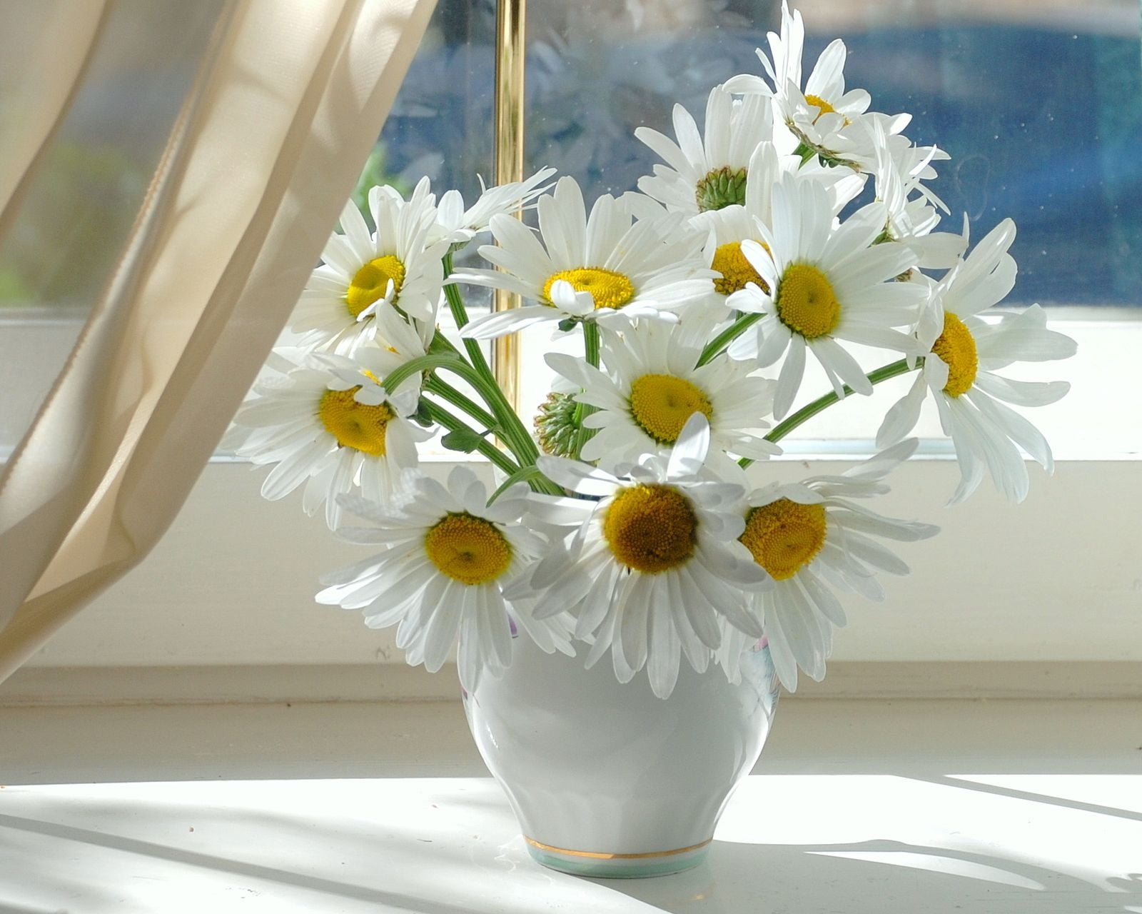 white color, decoration, flower, table, arrangement, curtain, indoors, flowers, white, romance, outdoors, summer, fragility, chamomile, day, blossom, flower arrangement, HD Wallpaper