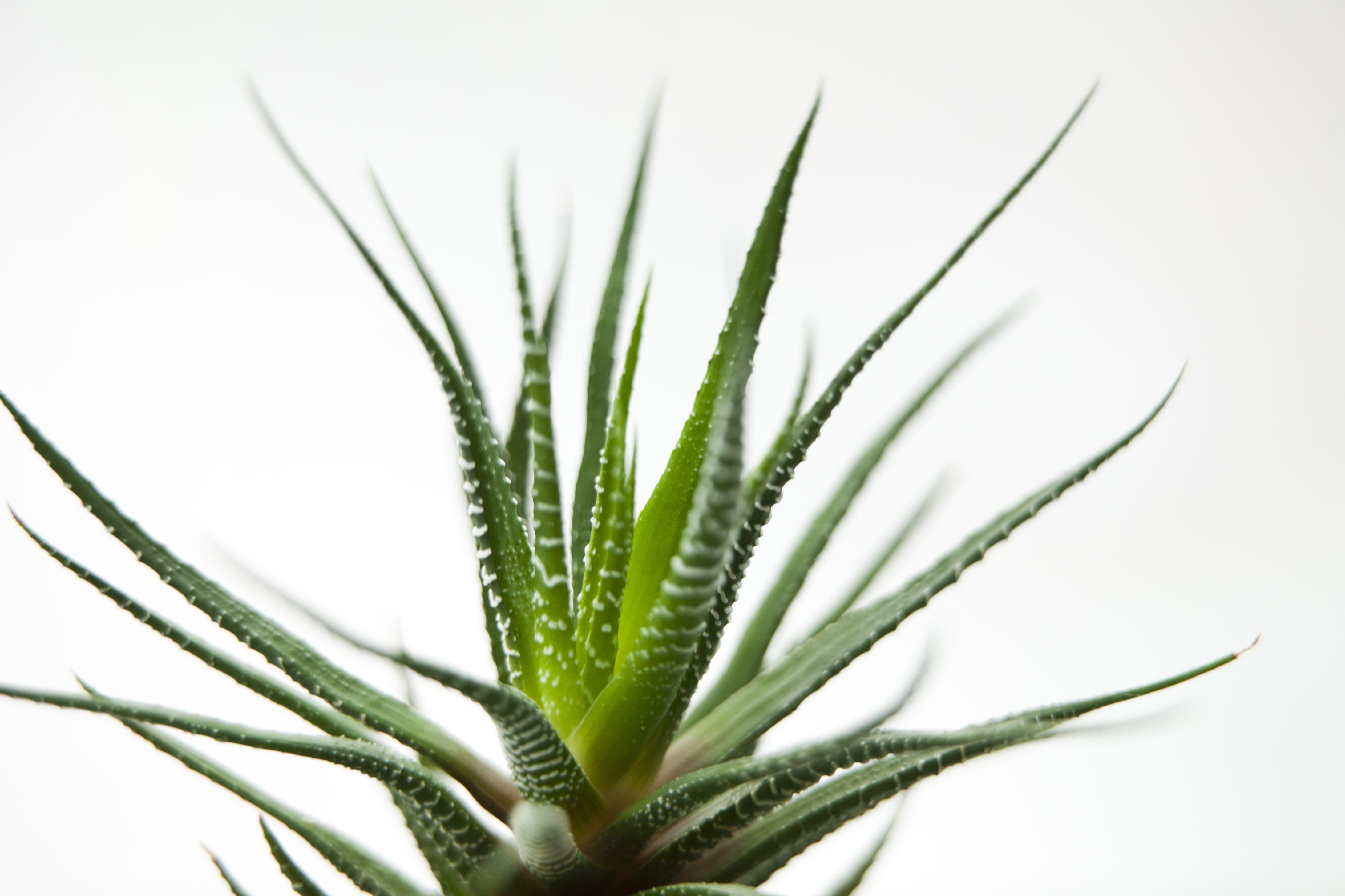 herbal medicine, succulent, a fleshy plant, plant, plants, herb, close-up, selective focus, green, beauty in nature, studio shot, vera, green color, potted plant, HD Wallpaper