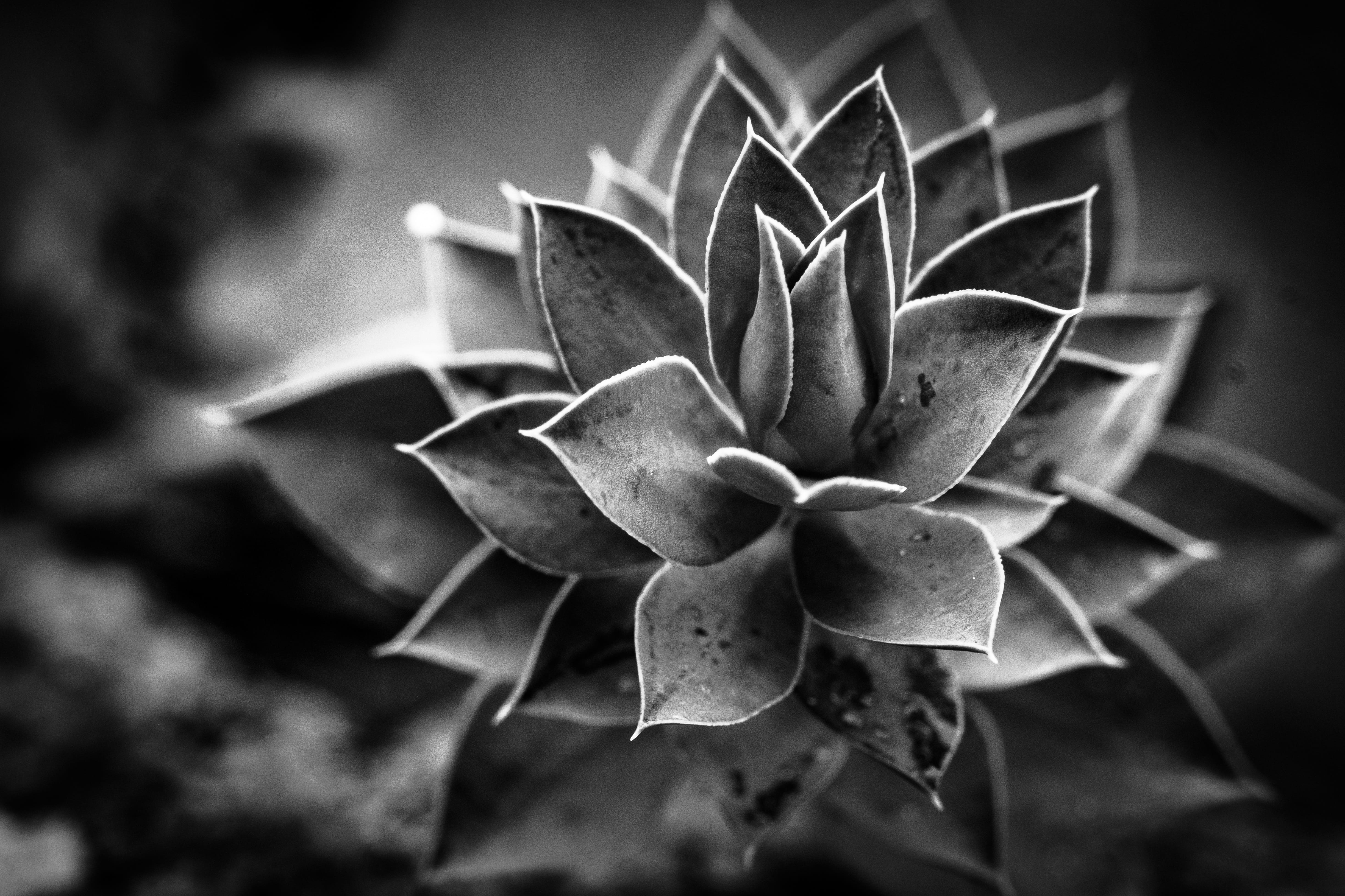 freshness, cactus, beauty in nature, black and white, leaf, grayscale, photography, growth, succulent, plant, flower head, beauty, dead nature, outdoors, HD Wallpaper