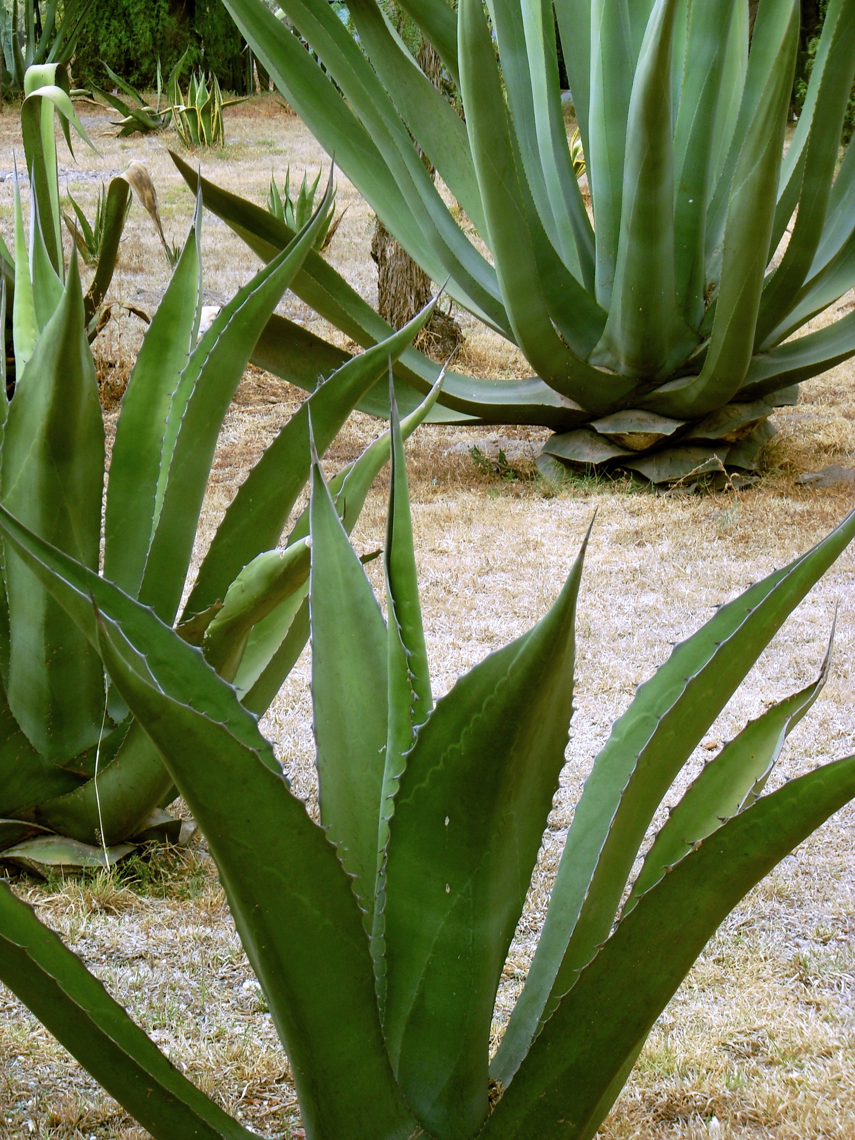 mexico, plant part, cactus, thorn, field, plant, no people, plants, mezcal, agave, maguey, pulque, fibre, beauty in nature, outdoors, high angle view, day, Phone HD Wallpaper