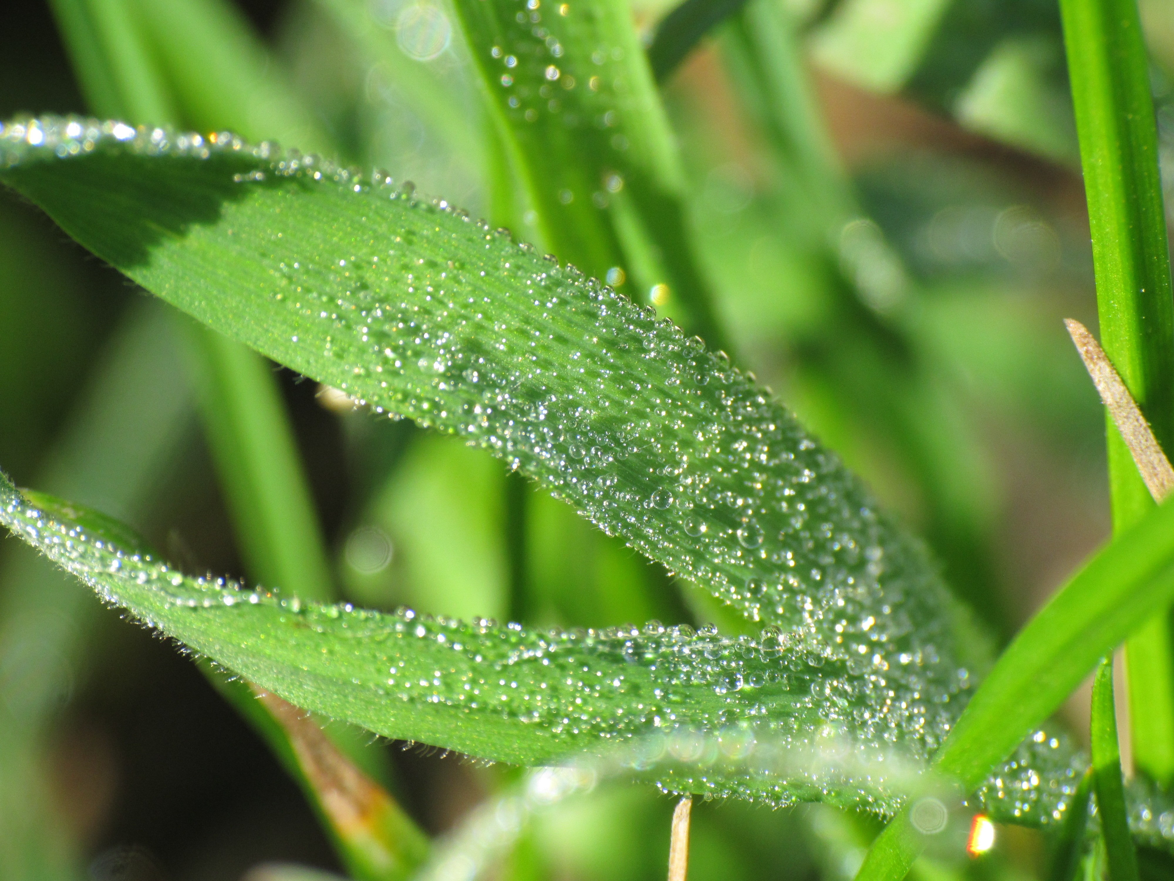 growth, no people, blade of grass, grass, dew, selective focus, purity, close-up, water, leaf, day, green color, drop, nature, water drops, beauty in nature, HD Wallpaper