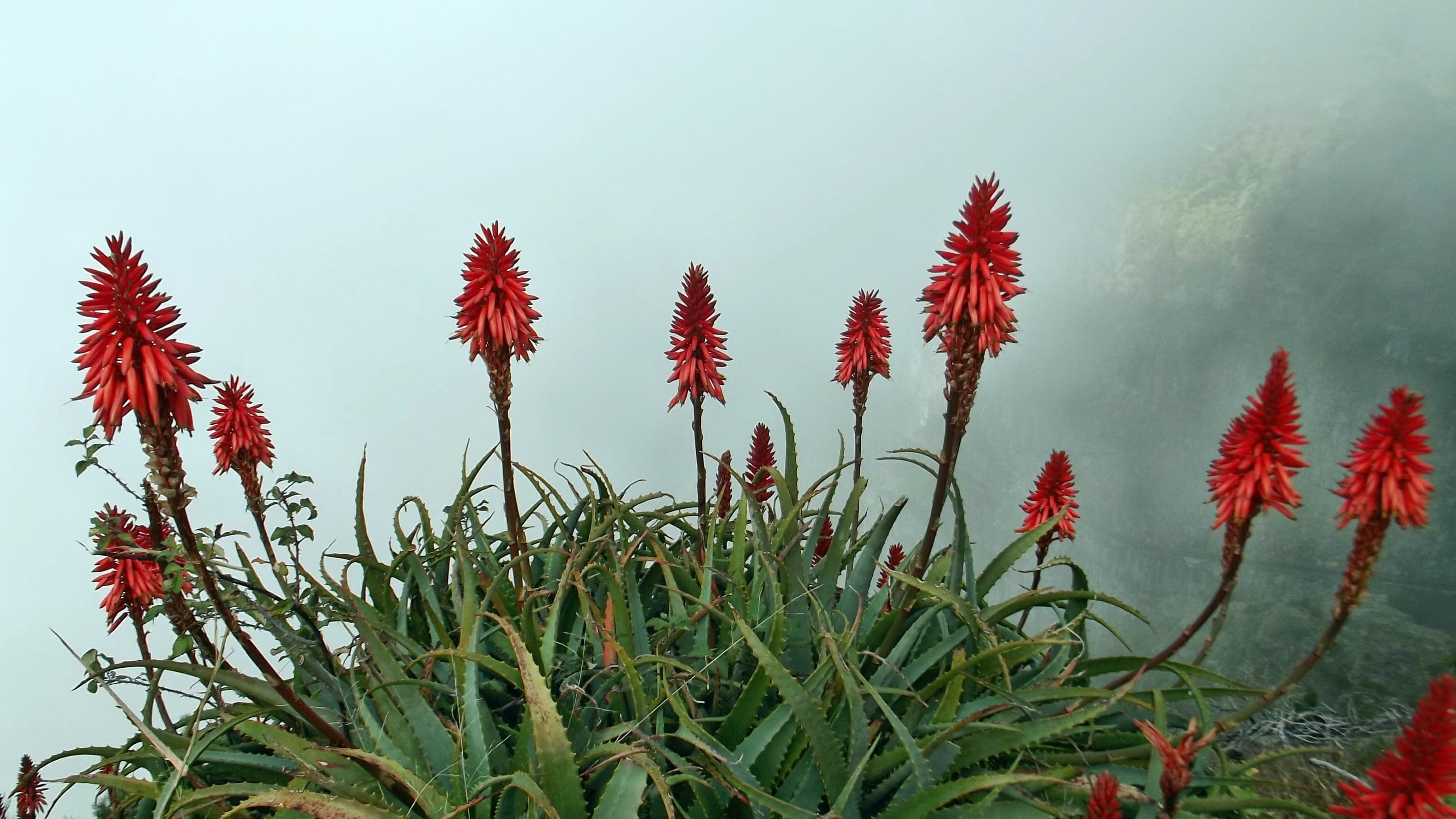 Flower, vulnerability, aloevera, tree, aloe vera, freshness, beauty in nature, close-up, tranquility, 2K, land, Nature, field, flowering plant, plants flowering, HD Wallpaper