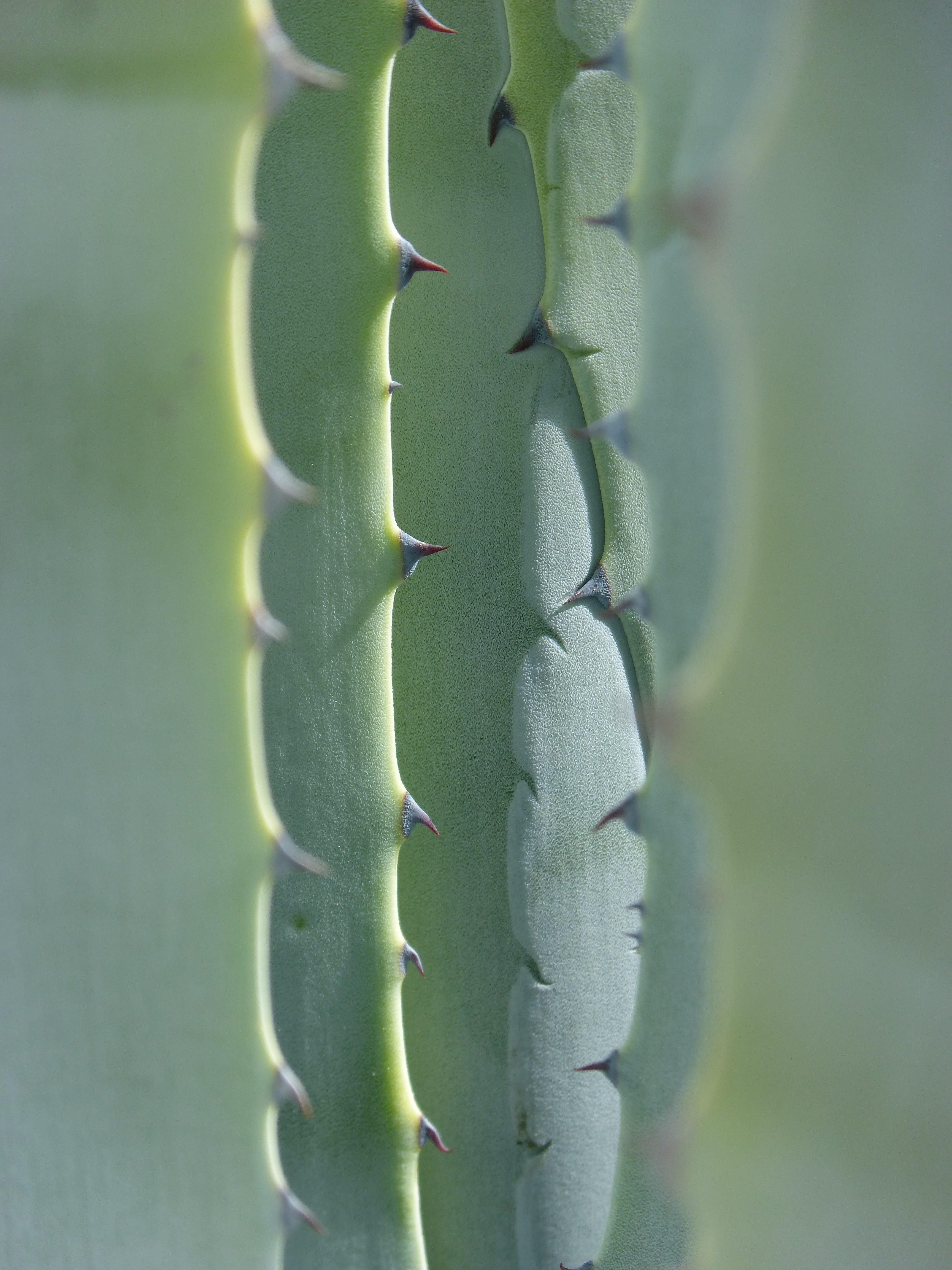 sunlight, aloe vera plant, aloe, focus on foreground, Leaves, spiky, thorn, Texture, 4K, Agave, succulent plant, plant, plant part, beauty in nature, skewers, Phone HD Wallpaper