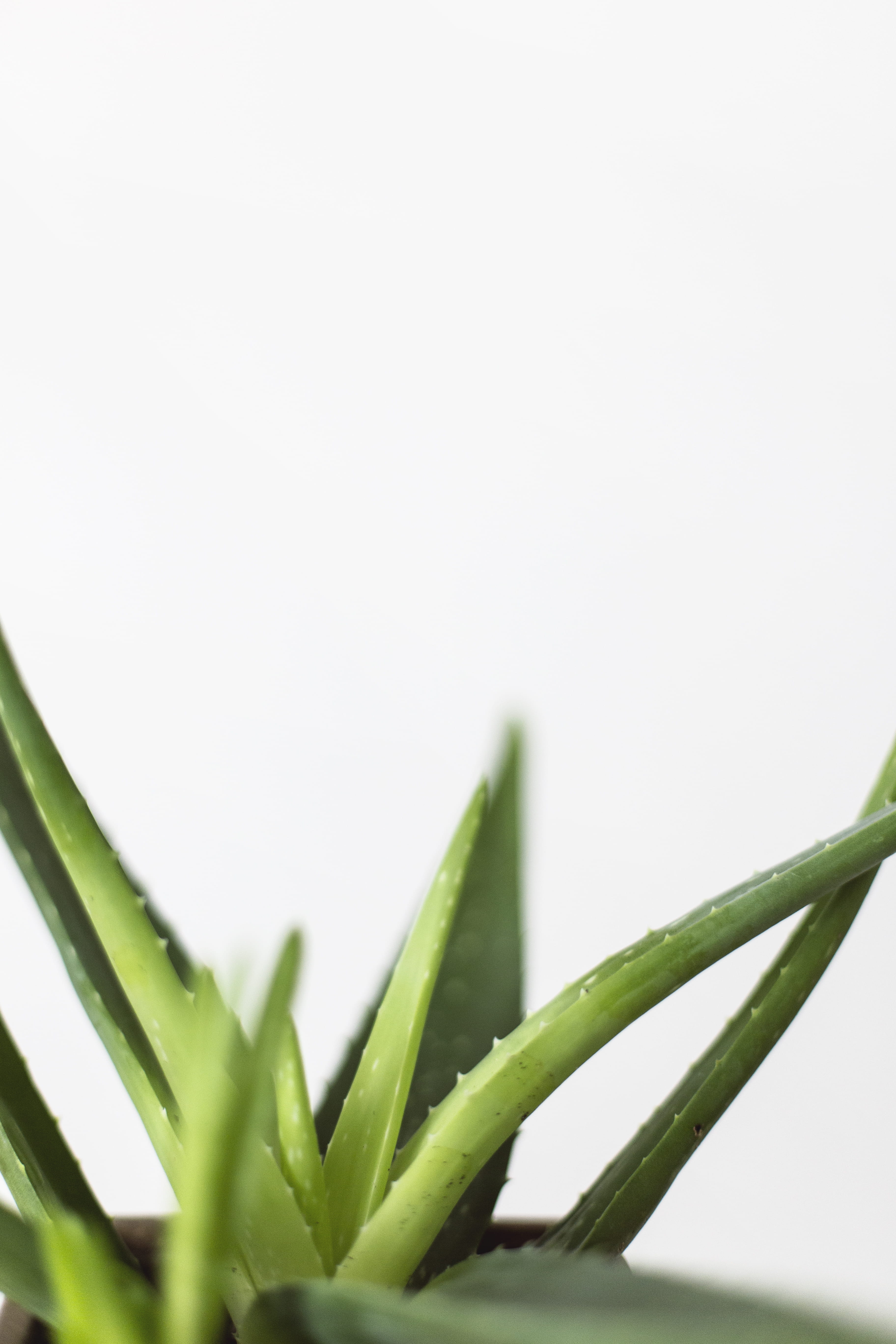 succulent, white, closeup, leaf, bright, herbal Medicine, backgrounds, minimal, thorn, aloe, white Background, succulent Plant, leafe, freshness, vera, Phone HD Wallpaper