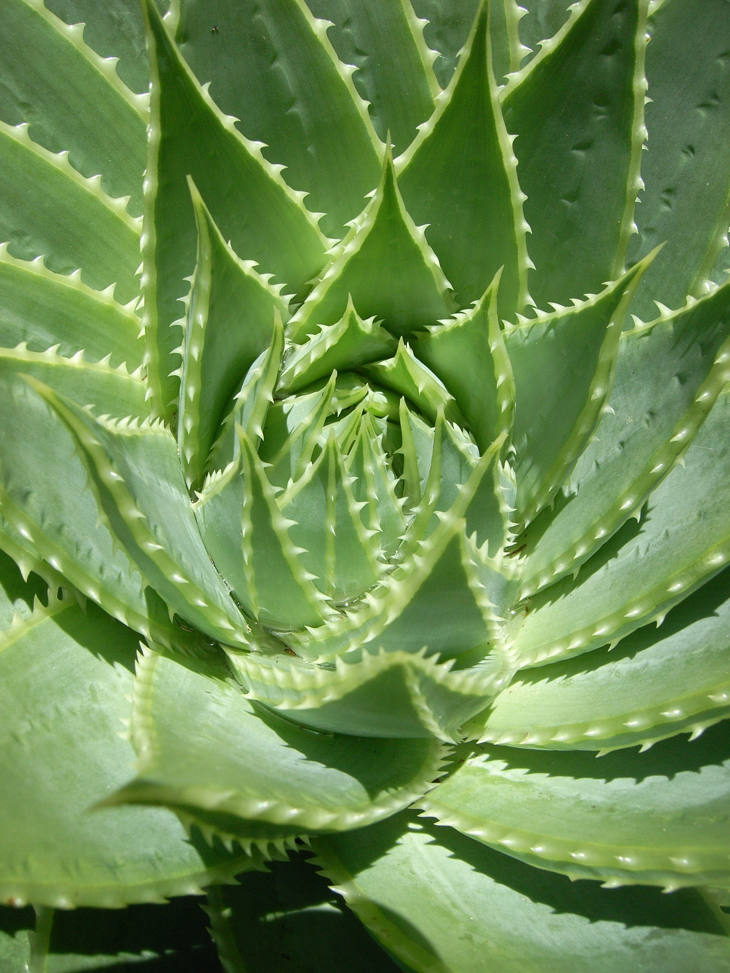 beauty in nature, backgrounds, outdoors, green, day, spiked, succulent plant, 2K, flora, plant, thorn, plant part, nature, close-up, aloe, growth, foliage, Phone HD Wallpaper