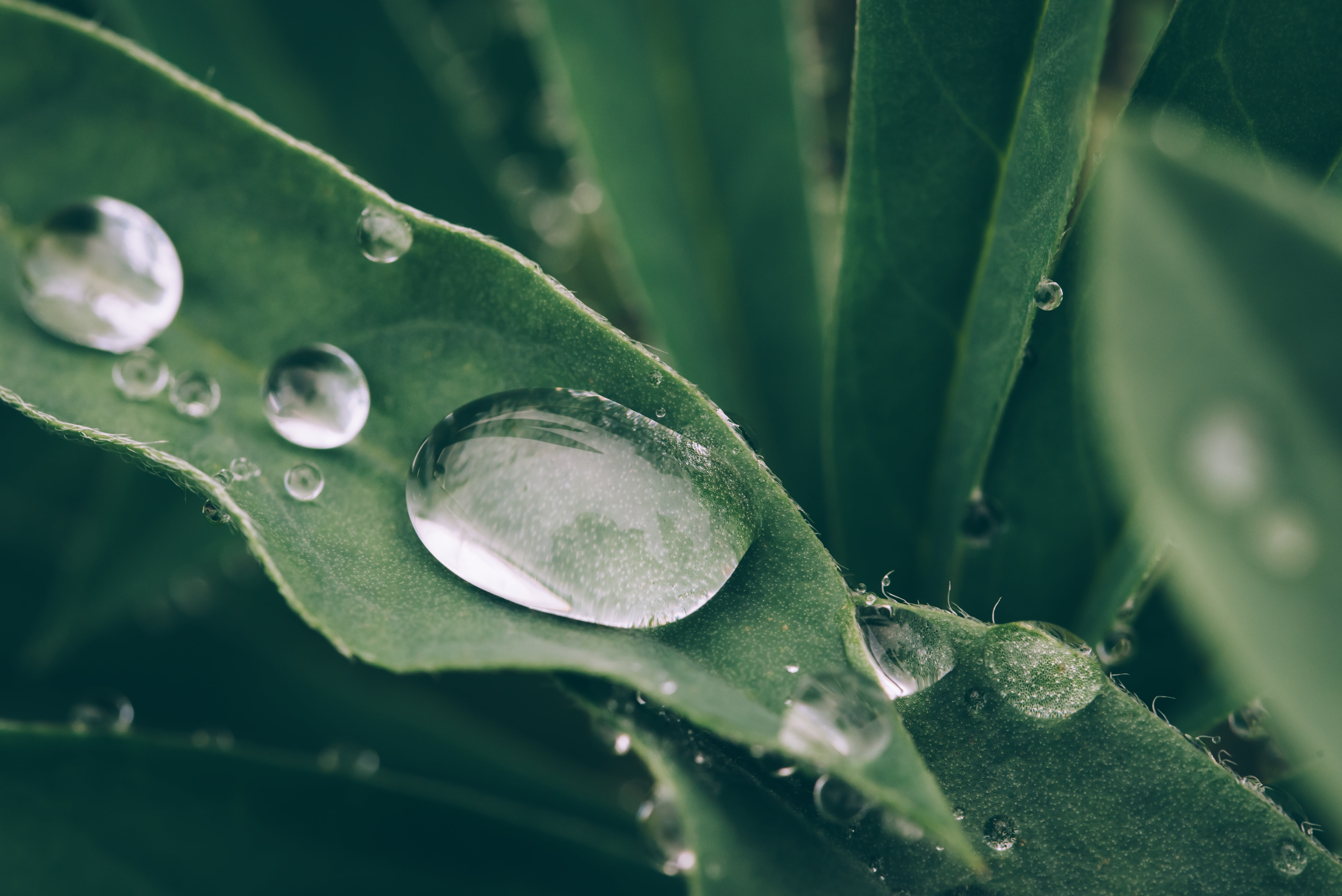 natural, leafed, raindrop, healthcare and medicine, no people, plant part, dew, fresh, aloe vera plant, close-up, outdoors, growth, blade of grass, leaves, HD Wallpaper