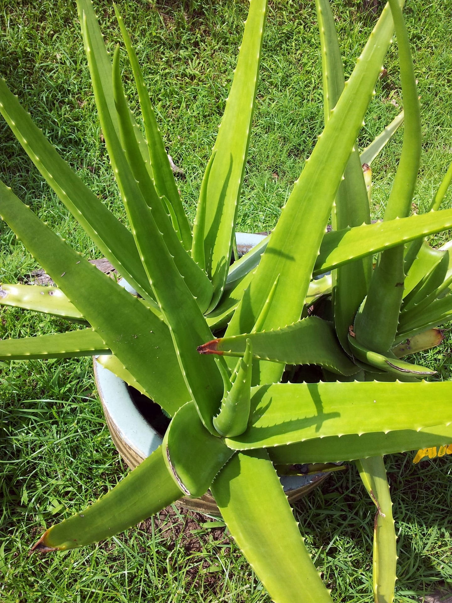 aloe vera plant, thorn, succulent plant, Aloe Vera, vegetable, outdoors, gardening, land, close-up, day, leaves, bright, nature, food and drink, growing, Phone HD Wallpaper