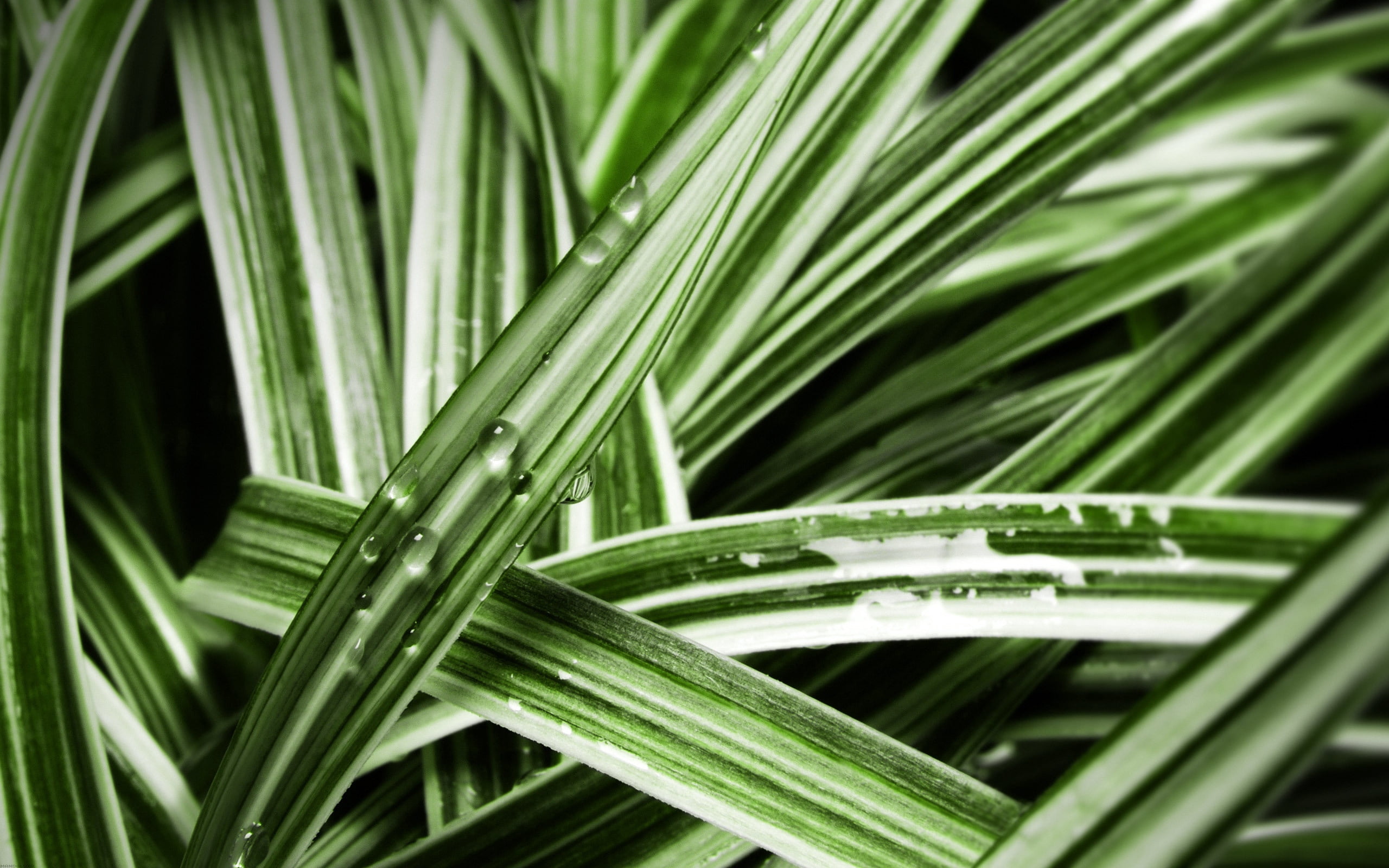 outdoors, nature Backgrounds, wet, green Color, beauty in nature, purity, pattern, no People, raindrop, backgrounds, environment, leaves, 2K, tranquility, HD Wallpaper