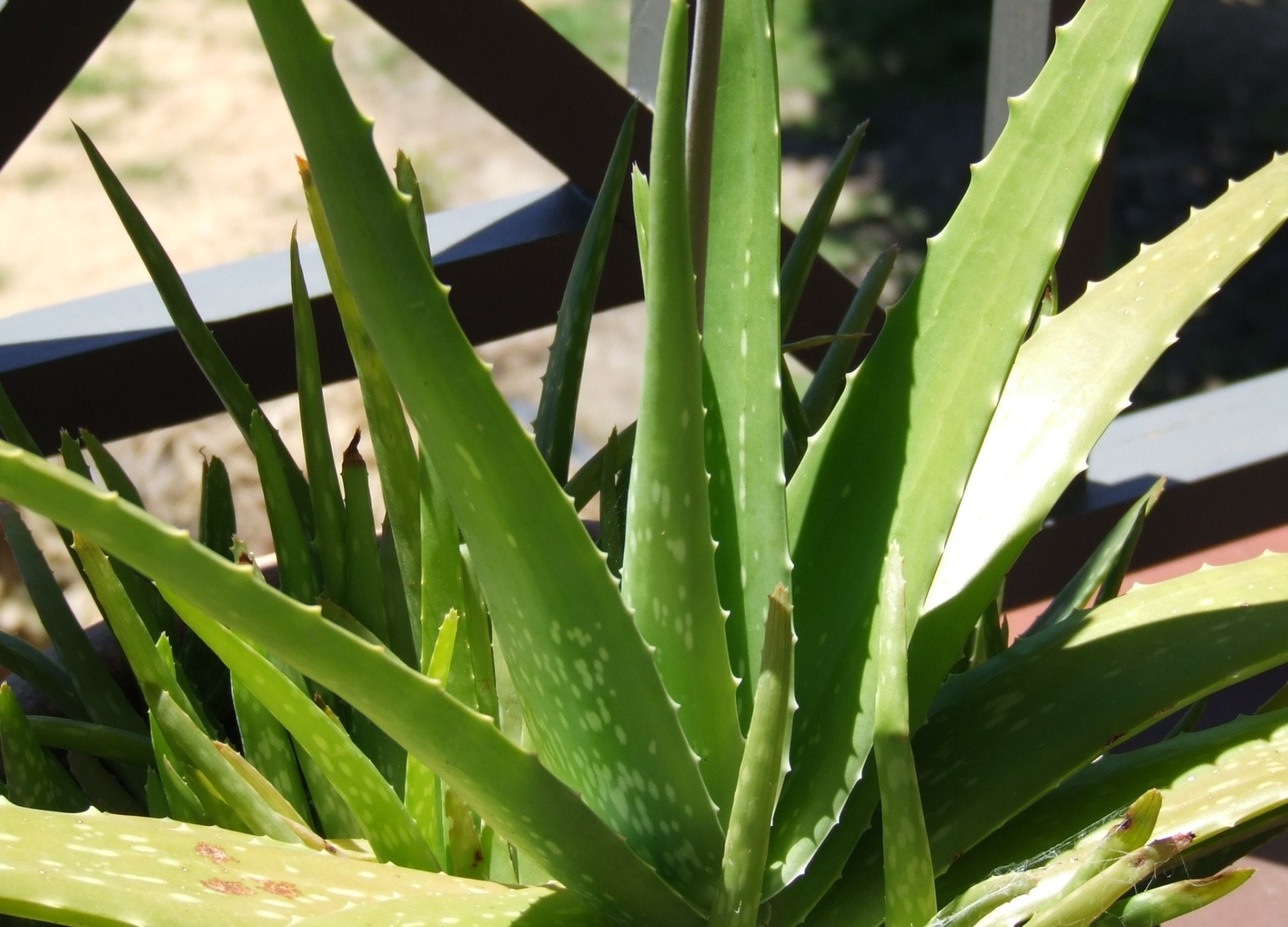 1080P, Plant, Aloe Vera, Earth, HD Wallpaper