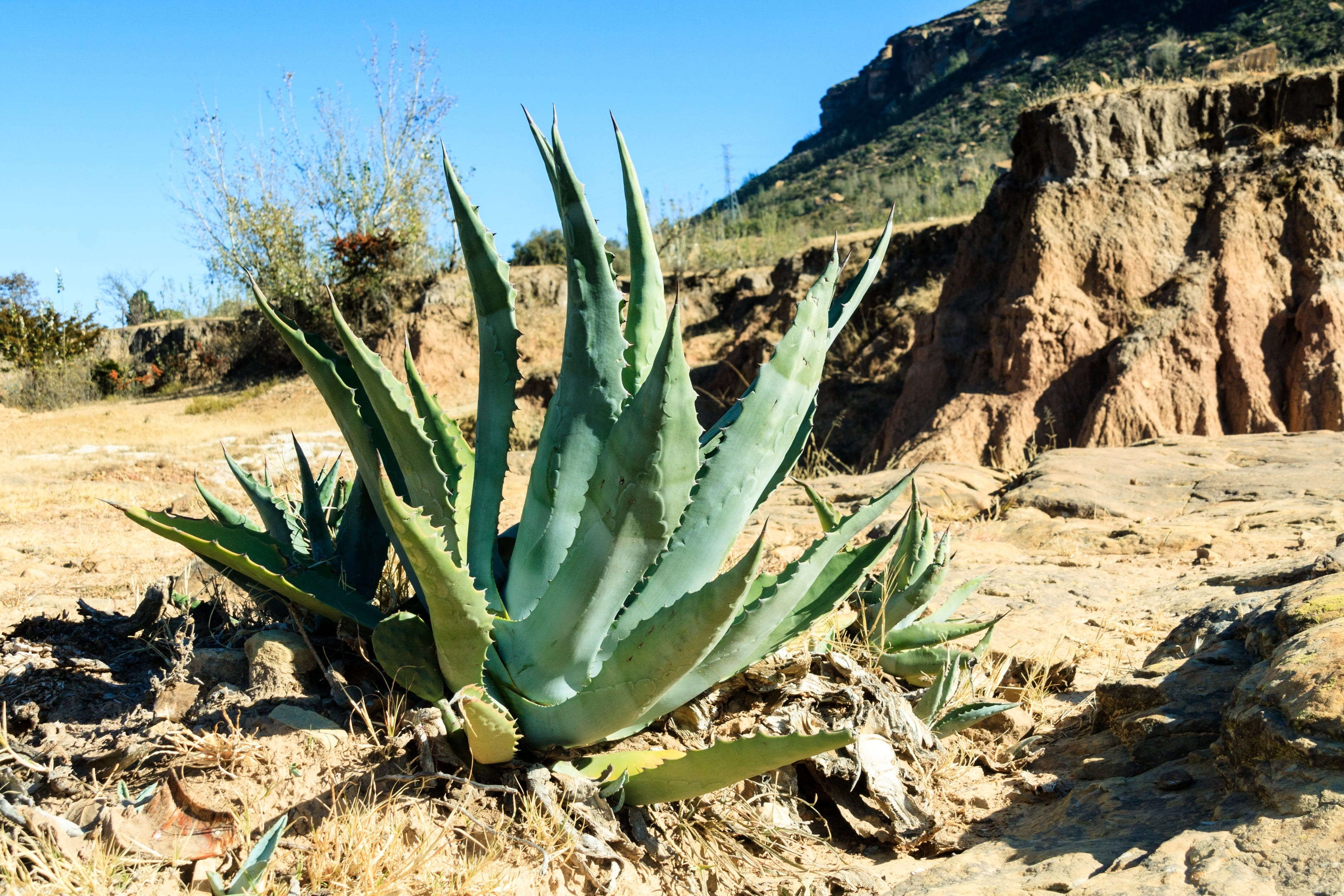scenics - nature, spiky, field, beauty in nature, 2K, tranquility, tranquil scene, landscape, day, no people, succulent plant, semi-arid, sunlight, desert, HD Wallpaper