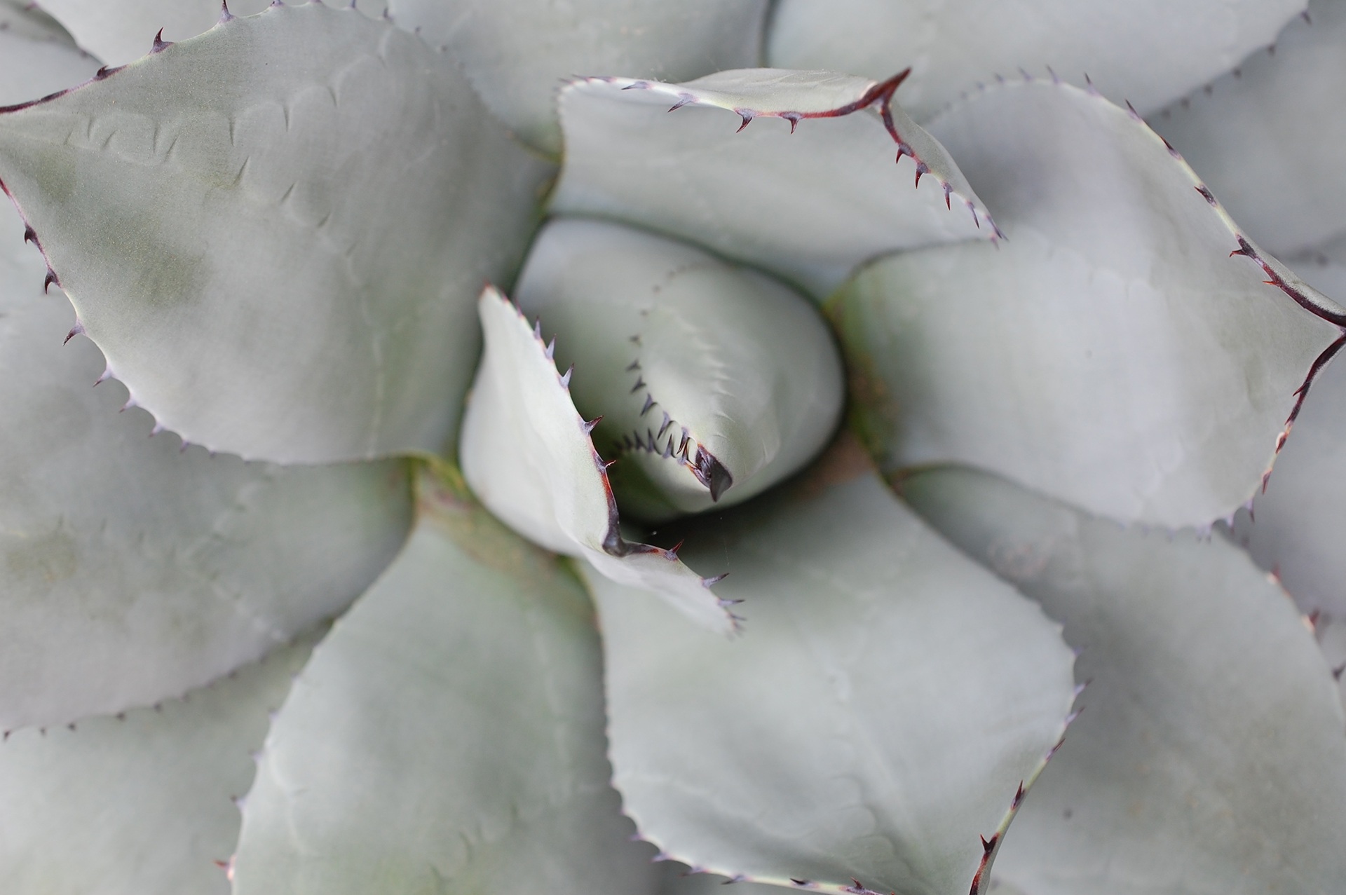 photograph, freshness, cactus, nature, botany, desert plant, close-up, flower, succulent, leaf, petal, stem, thorn, succulent plant, growth, full frame, HD Wallpaper