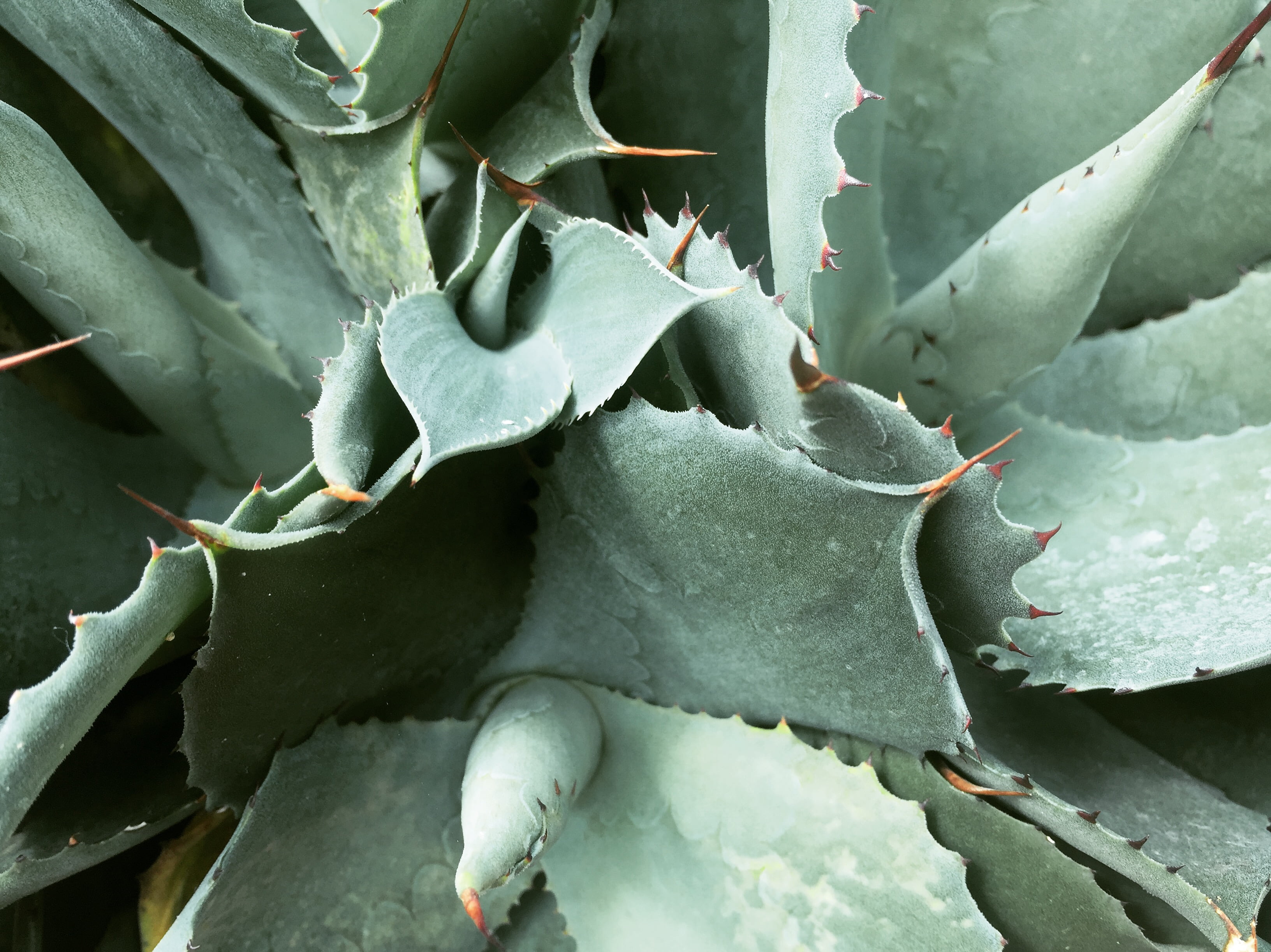 succulent, succulent plant, plants, aloe, 2K, spiked, leaves, plant, close-up, plant part, high angle view, aloe vera plant, outdoors, day, no people, HD Wallpaper