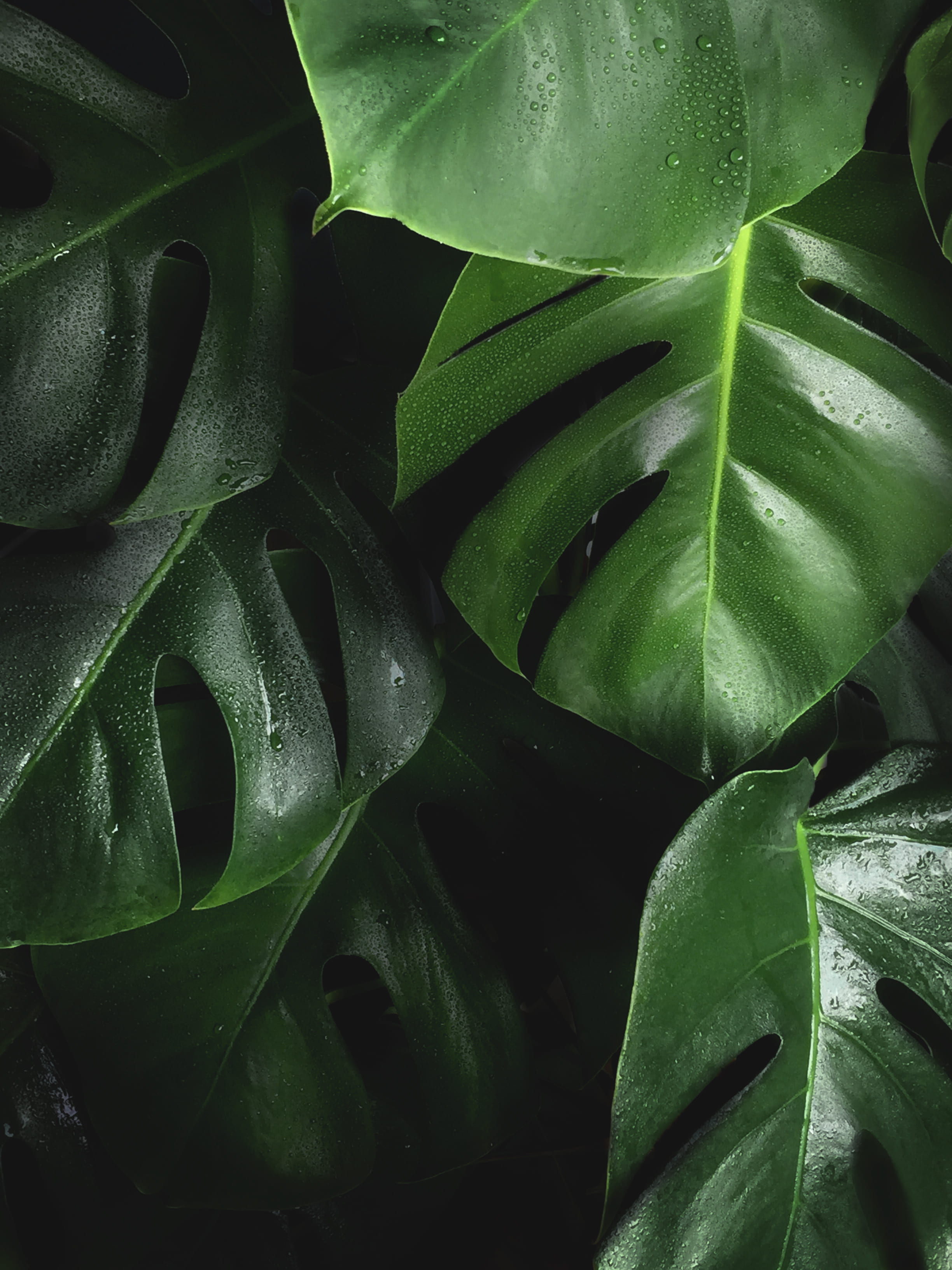 wet, drop, high angle view, backgrounds, leaves, pattern, nature, closeup, leaf, freshness, vignette, close-up, succulent plant, plants, focus, plant, evergreen, Phone HD Wallpaper