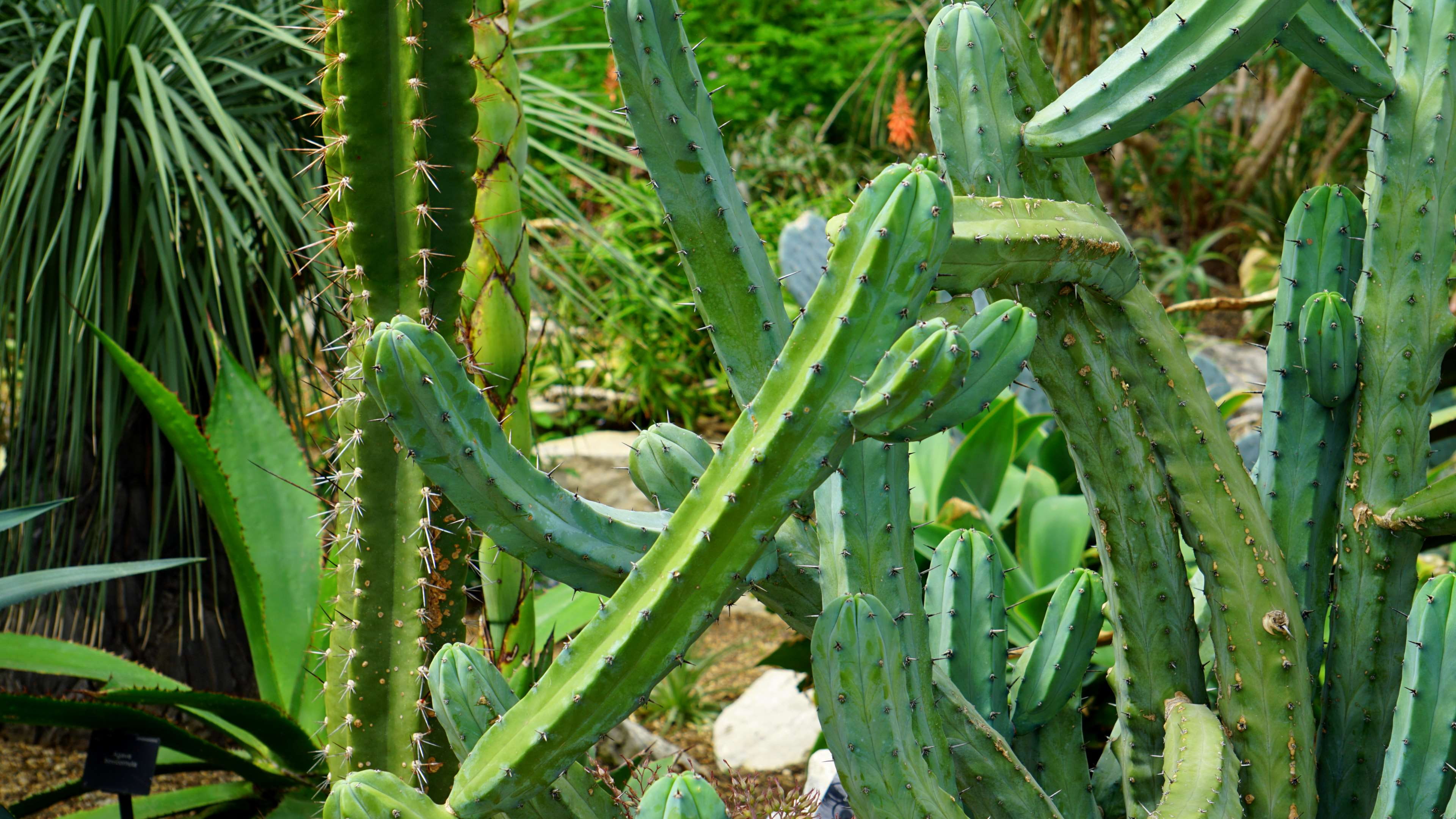 thorns, aloe vera plant, day, sunlight, freshness, close up, botanical, nature, plant, field, cactus, green color, sharp, garden, leaf, spines, plant part, HD Wallpaper