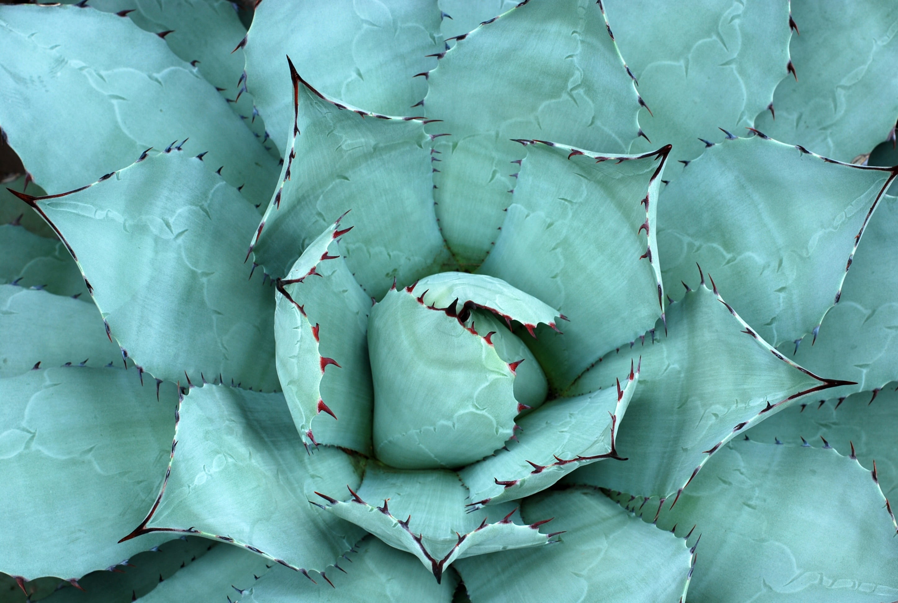 wellbeing, beauty in nature, close-up, photo, garden, pattern, nature, high angle view, healthy eating, freshness, plant part, full frame, succulent plant, HD Wallpaper