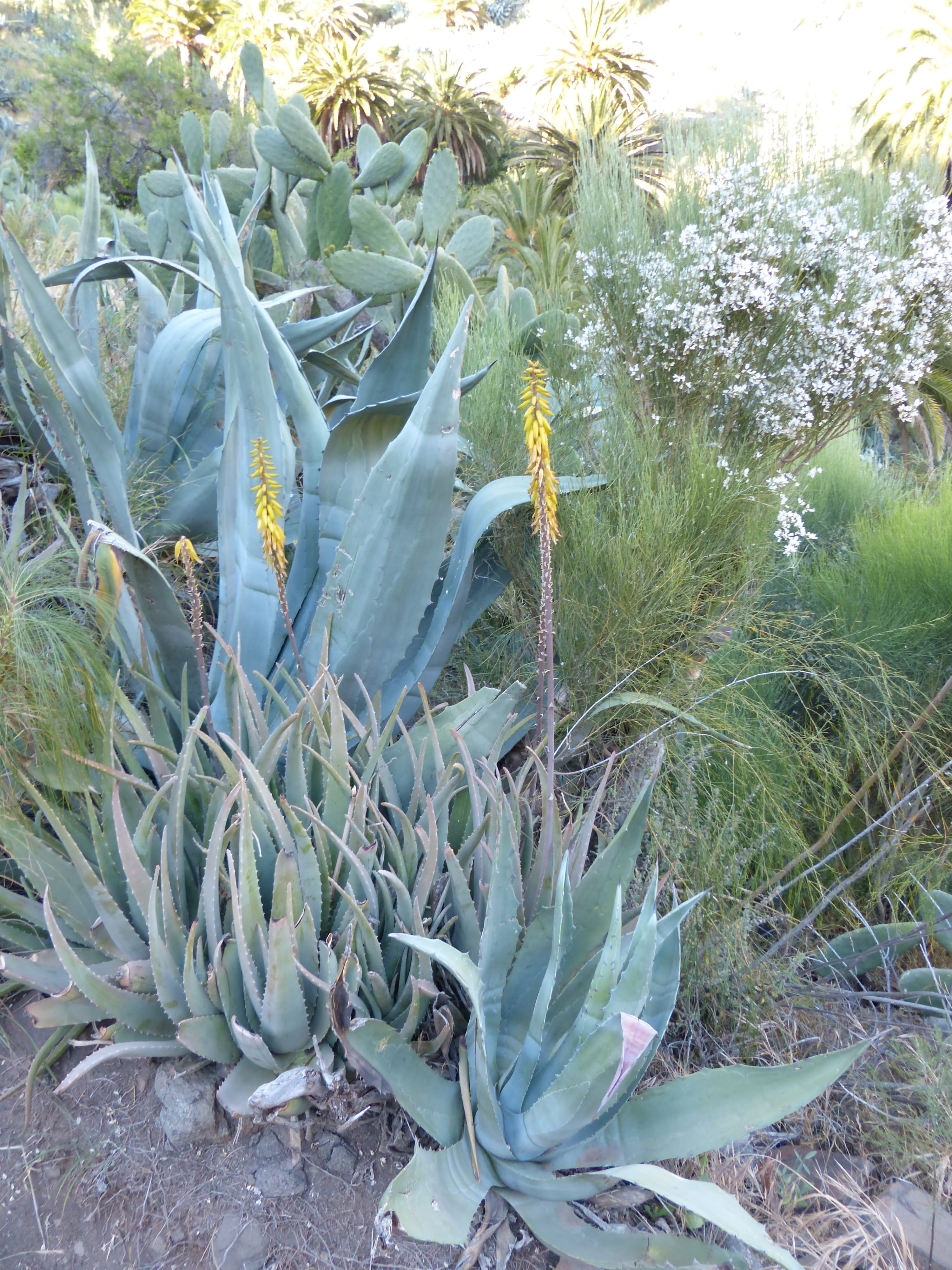 tranquility, cactus, field, freshness, tree, plant part, asphodelus under glass, day, aloe, growth, plant, food and drink, asphodeloideae, blossom, aloe vera, Phone HD Wallpaper